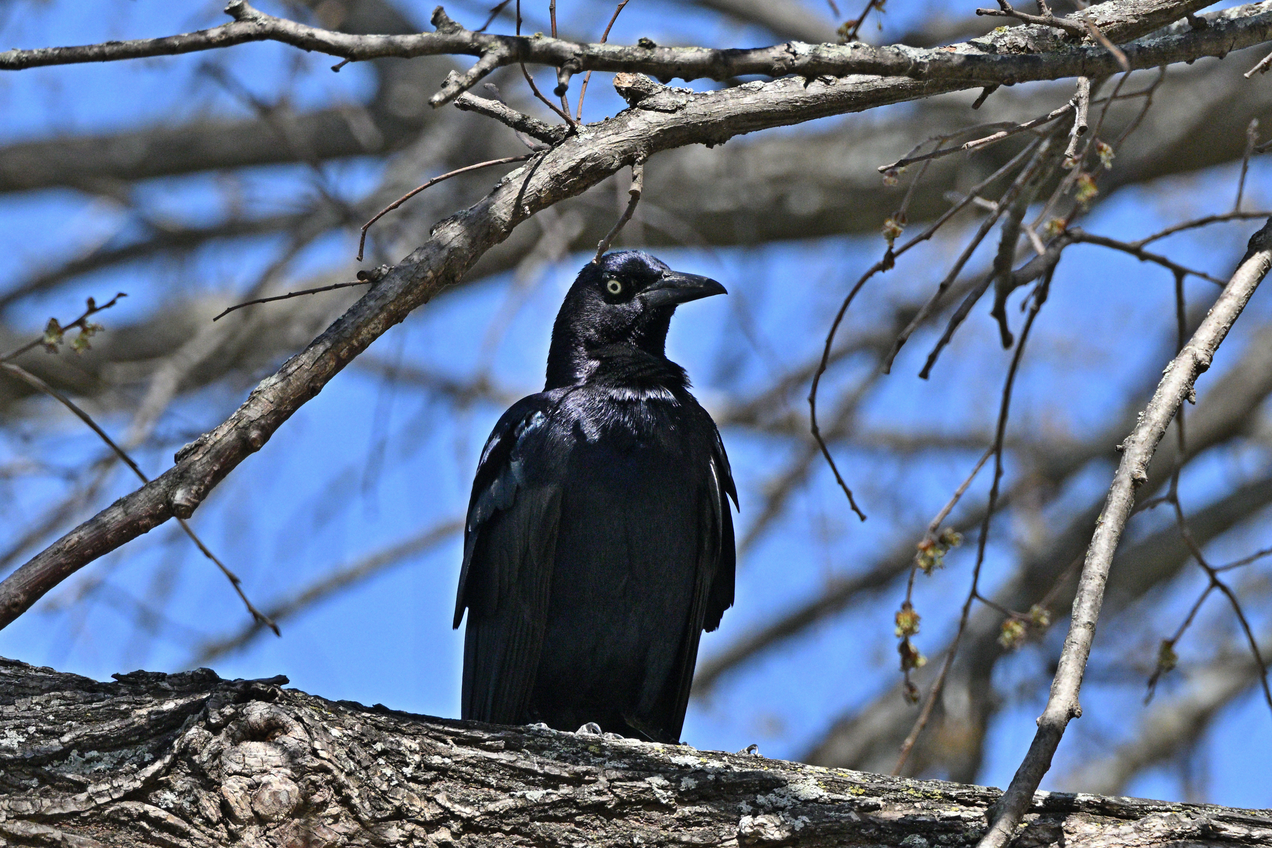 Z52_0055R_LShN_cr_sm.jpg