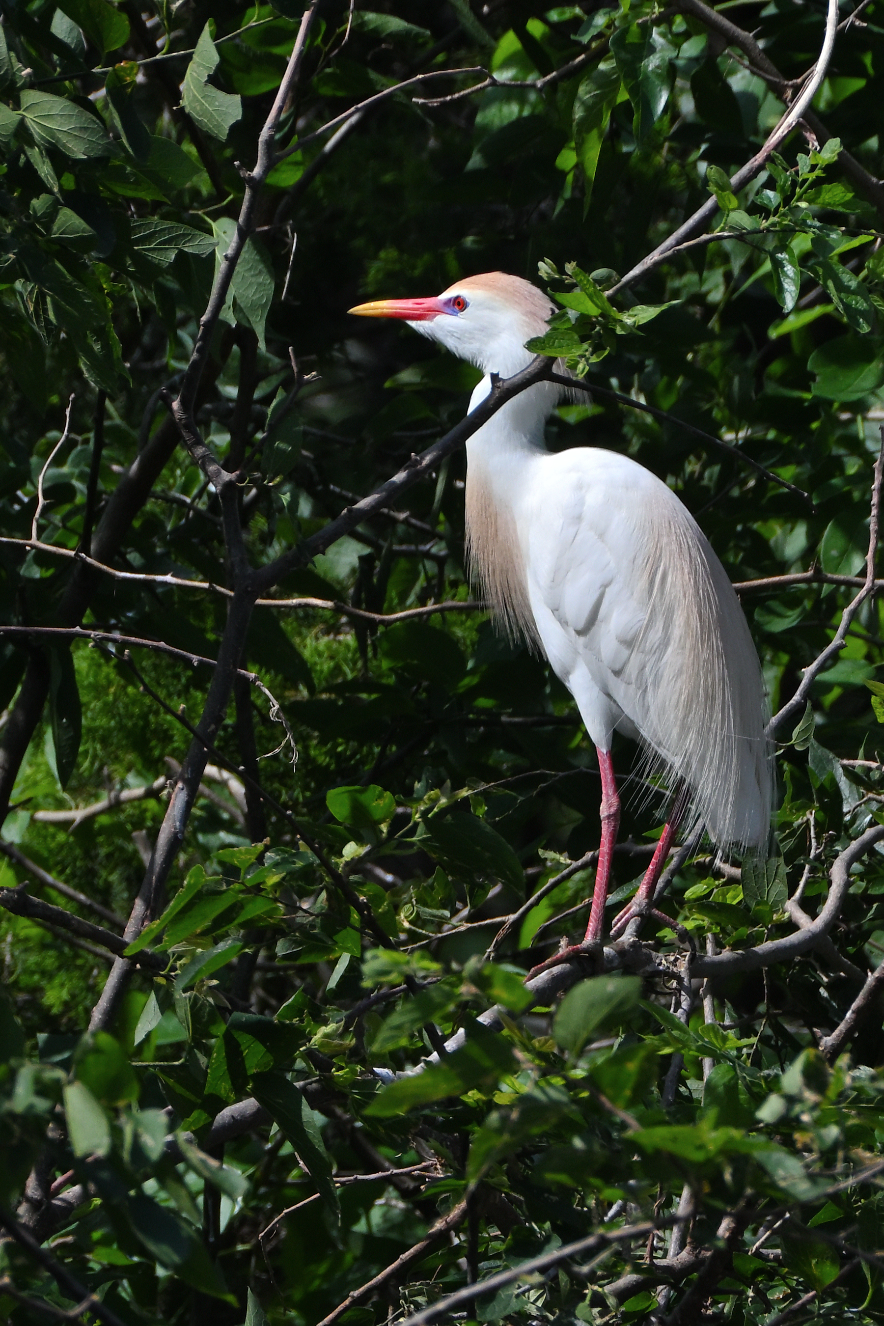 Z52_0072R_cr.jpg