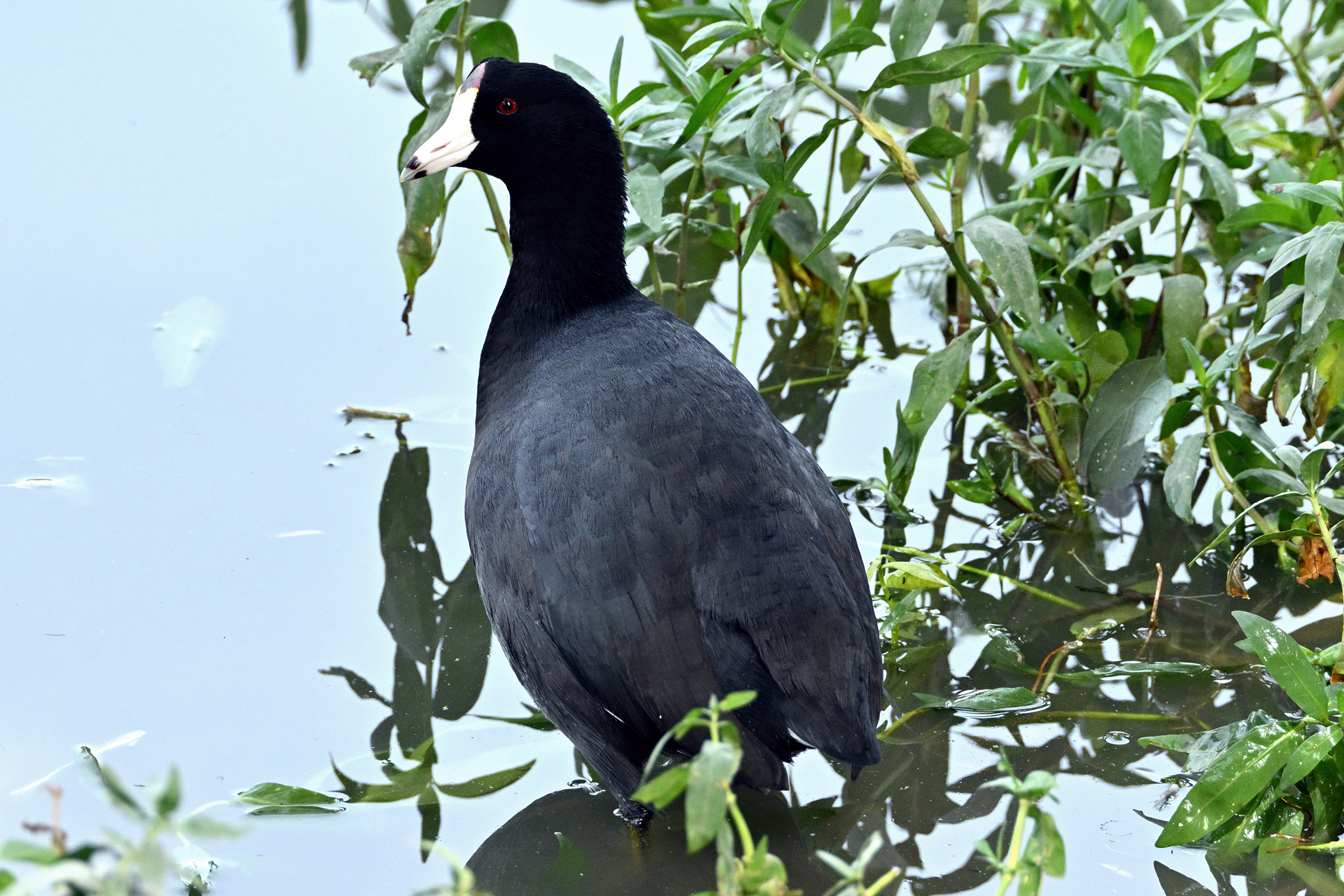 Z52_0089R_cr_NEO_sm.jpg