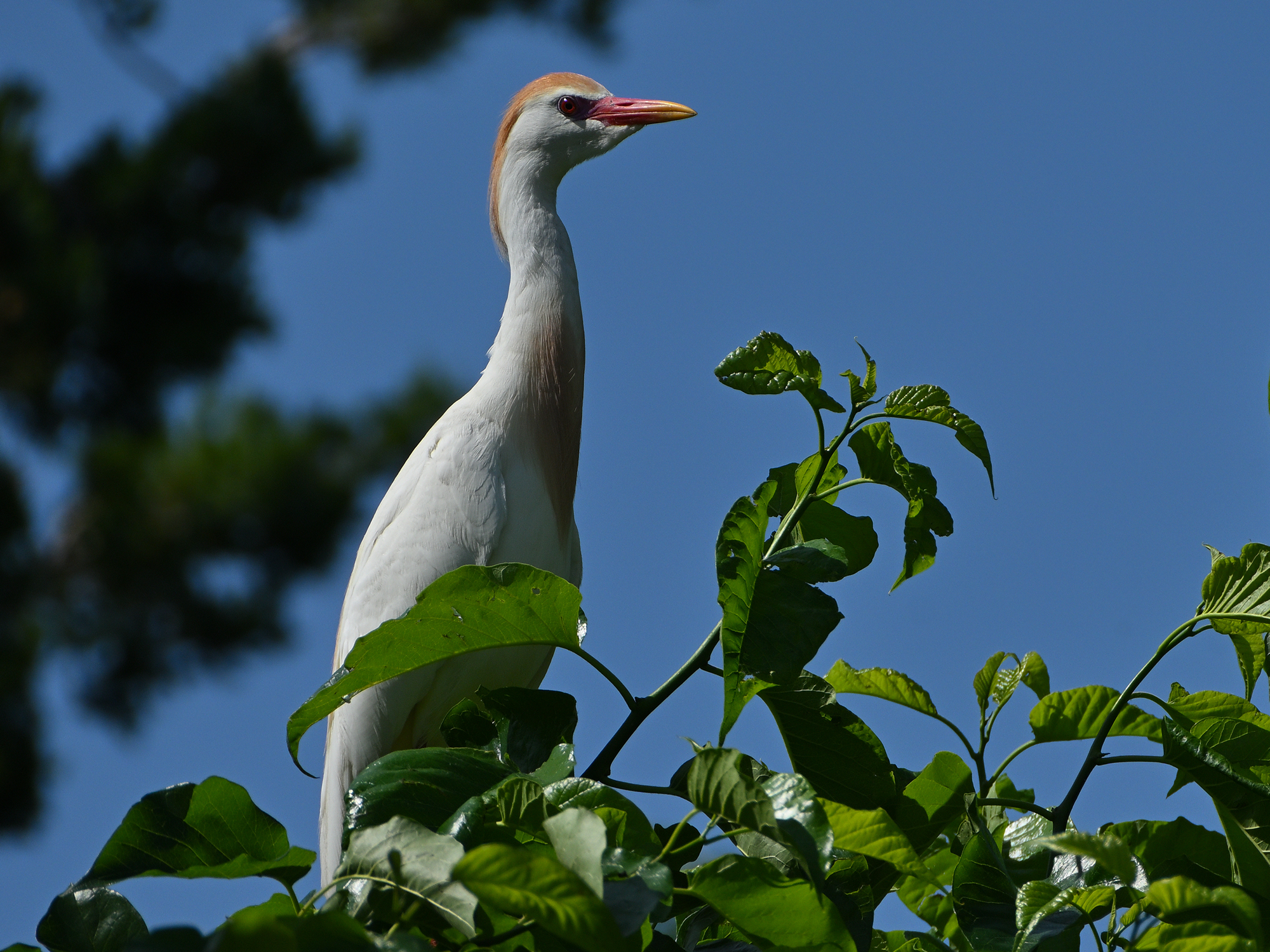 Z52_0131R_cr_sm.jpg