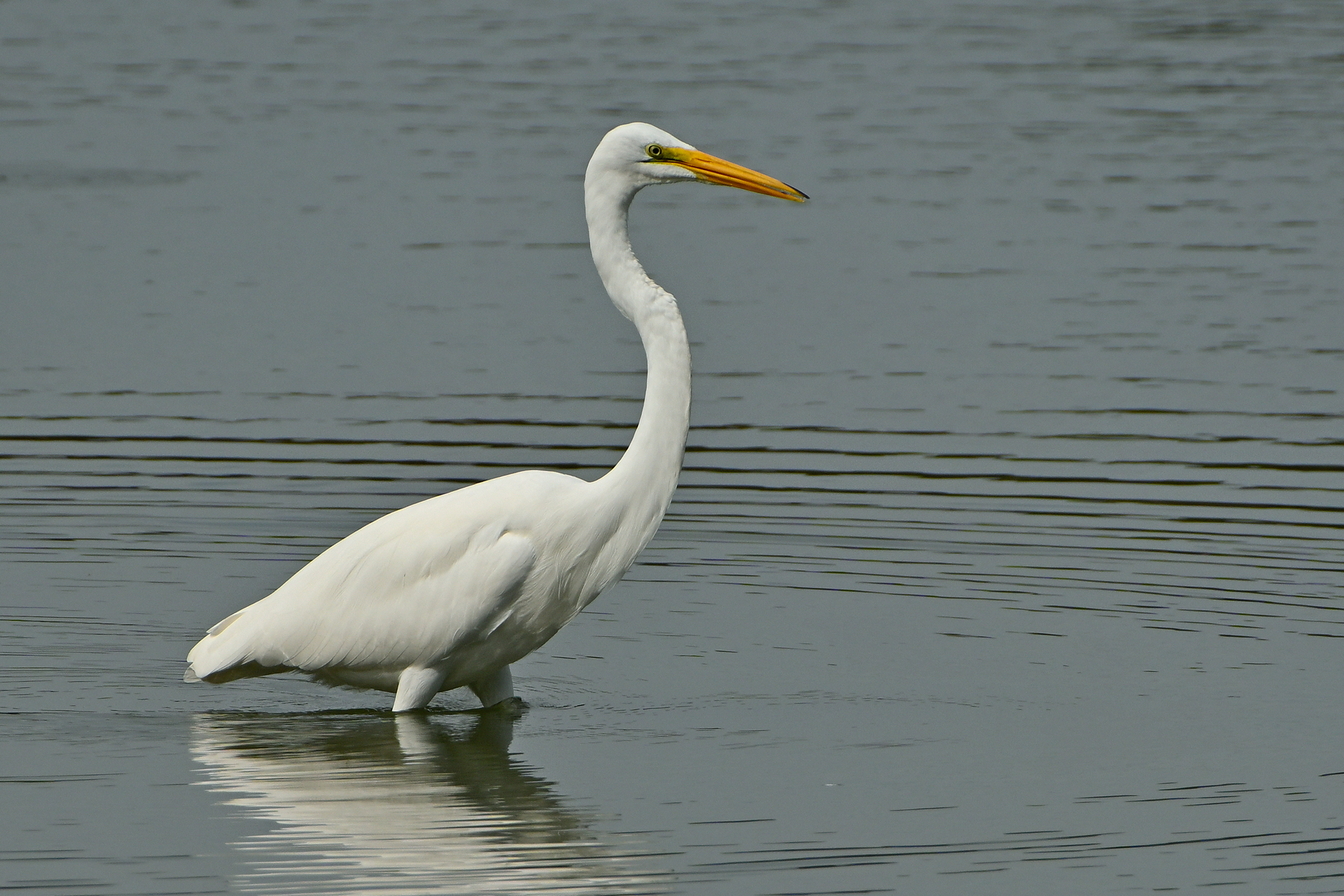 Z52_0172R_L_cr_sm.jpg