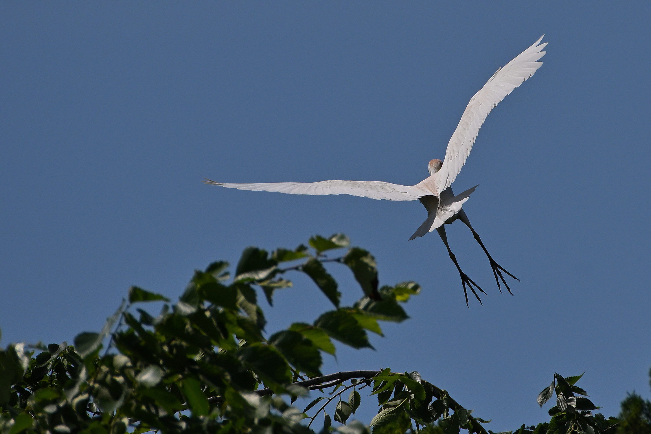 Z52_0191R_ShN_cr_sm.jpg