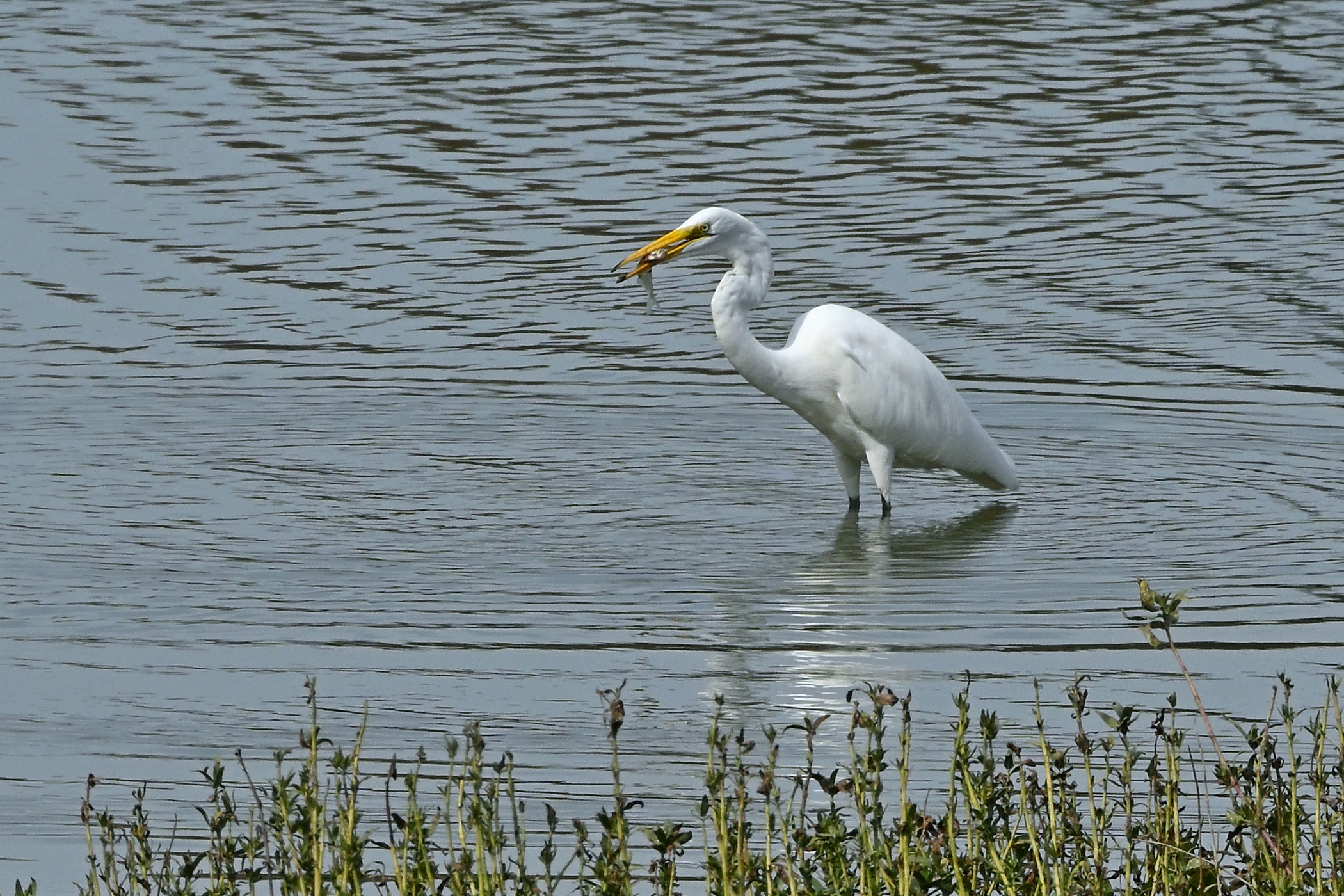 Z52_0222R_cr_LShN.jpg