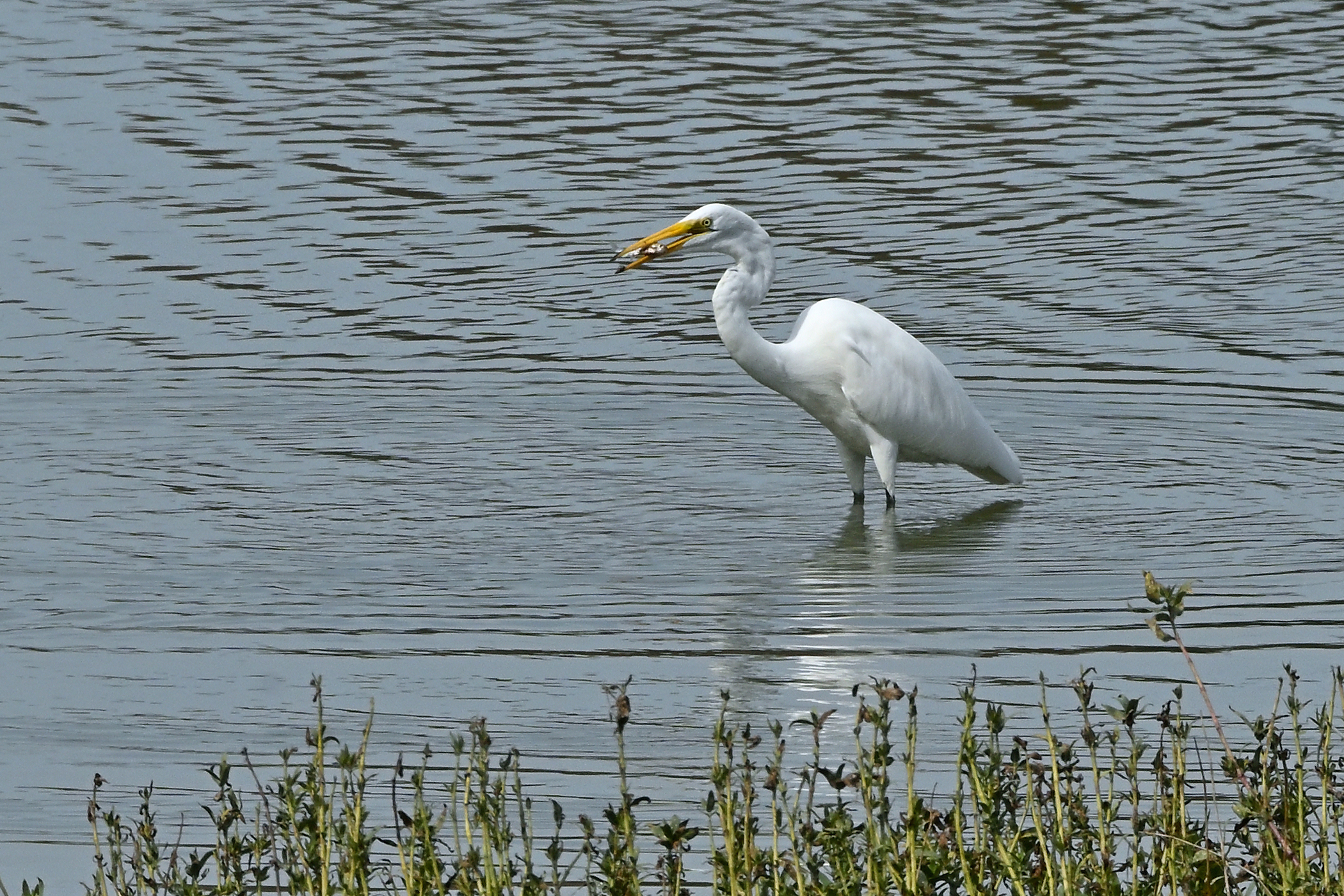 Z52_0224R_cr_LShN.jpg