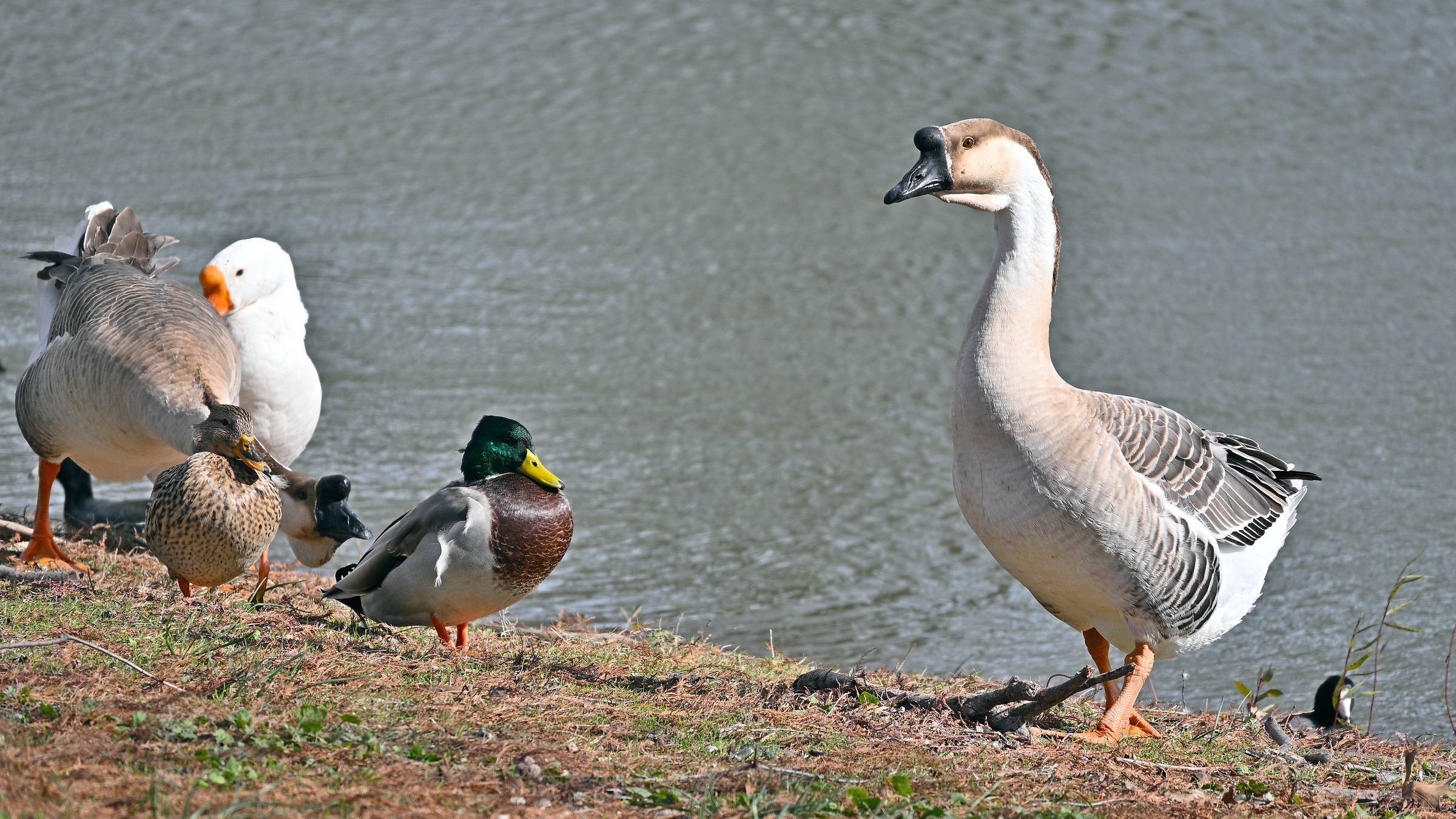 Z52_0240R_LShN_cr_sm.jpg