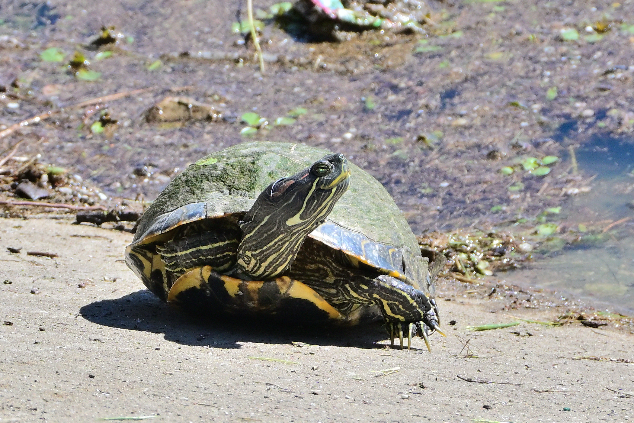Z52_0243R_cr.jpg
