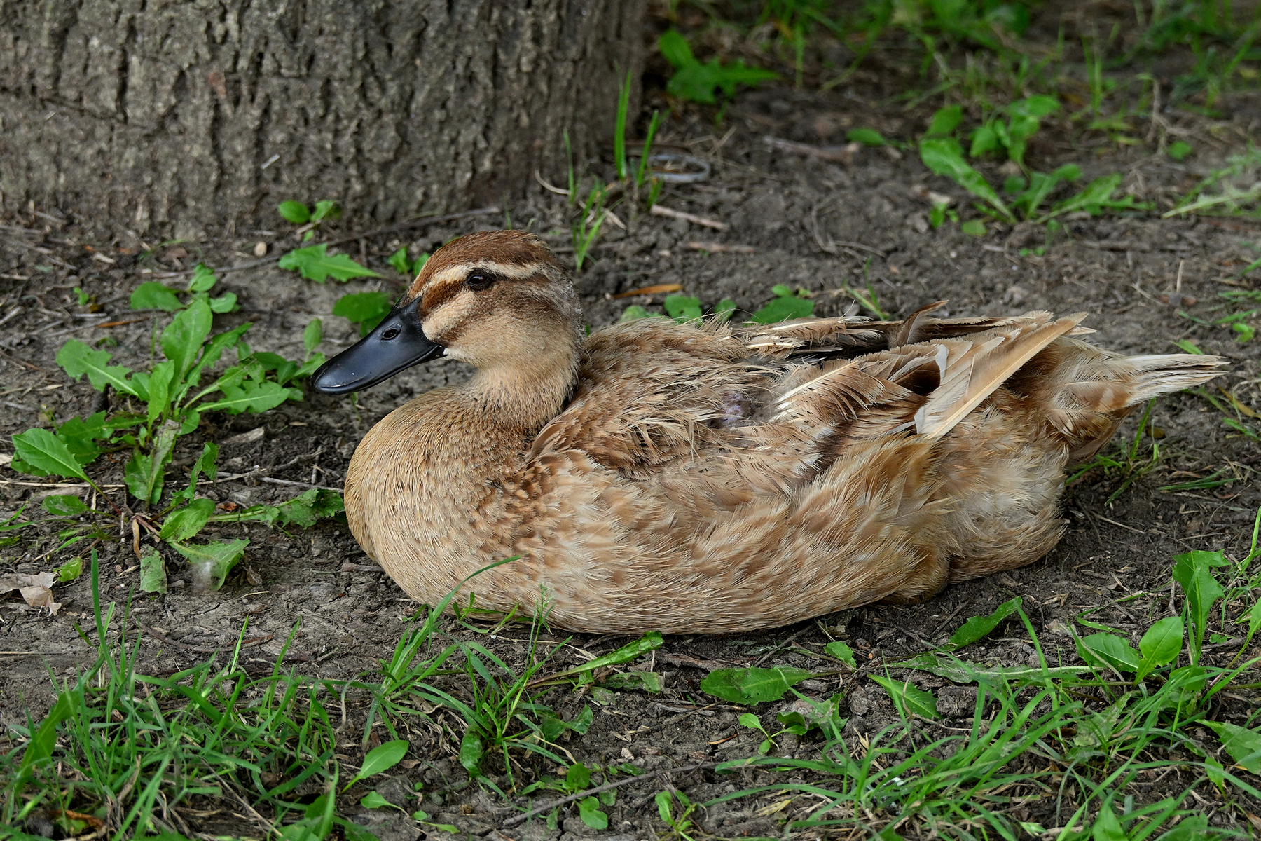 Z52_0243R_cr_sm.jpg