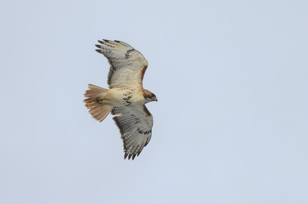 Z60_0629-copy.jpg