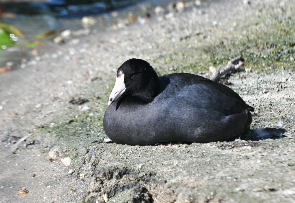 Z62_0071.jpg