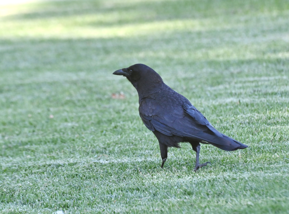 Z62_0097.jpg