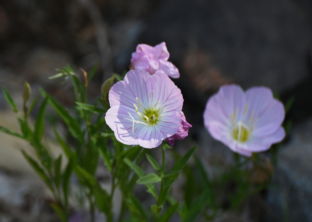 Z62_0141.jpg