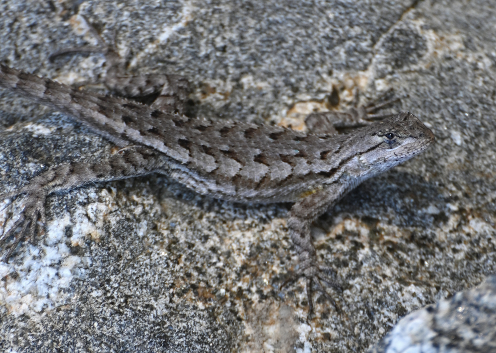 Z62_0142.jpg
