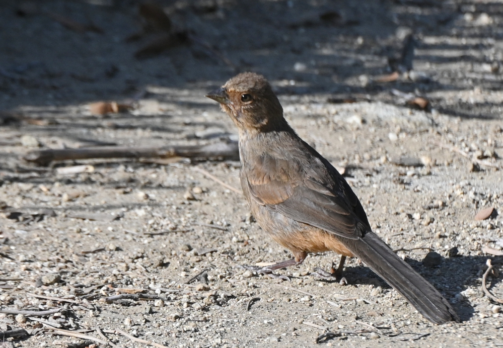 Z62_0155.jpg