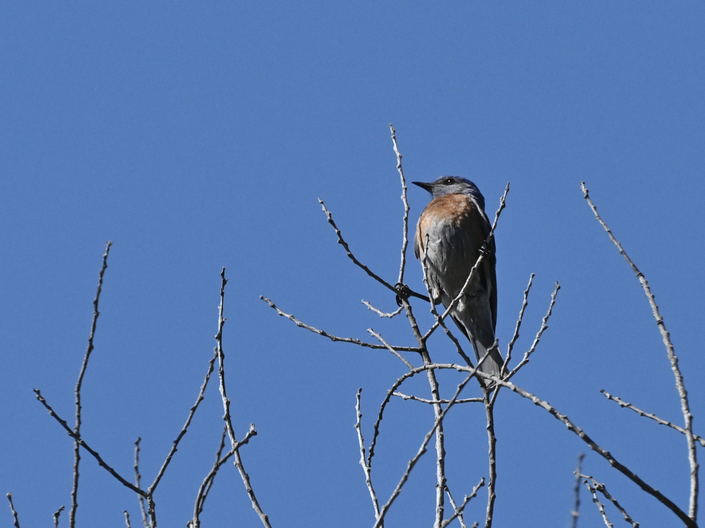 Z62_0159_01.jpg