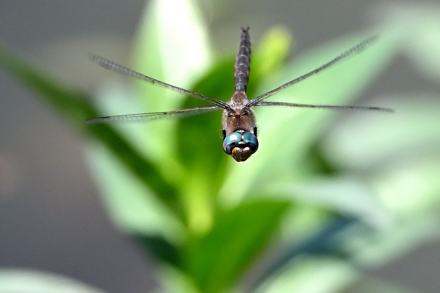 Z63_0007R_cr.jpg