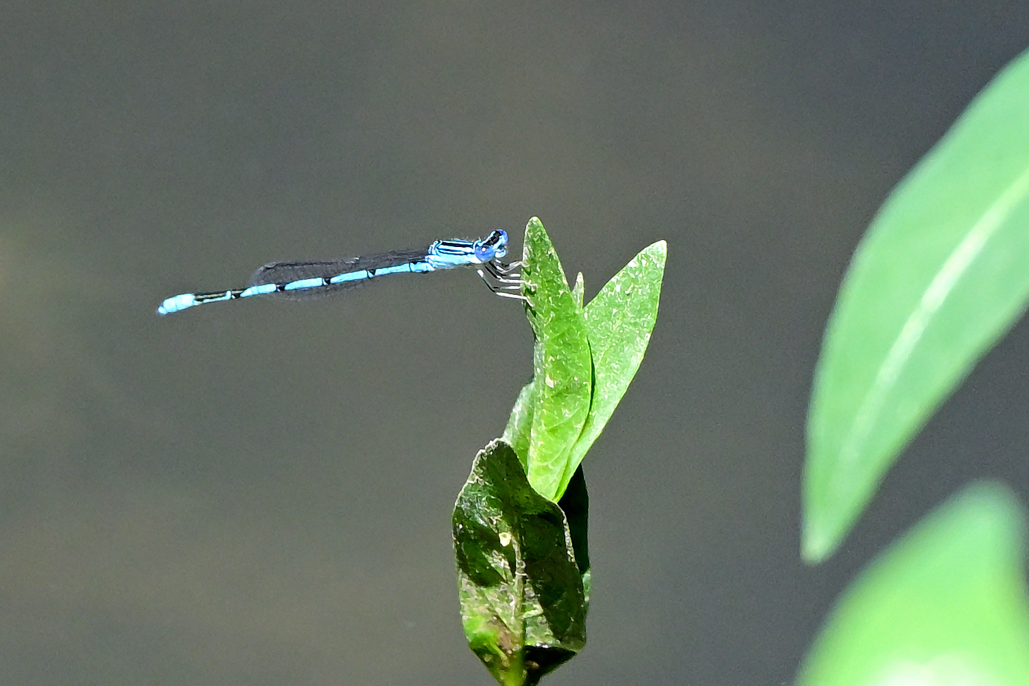 Z63_0008R_cr.jpg