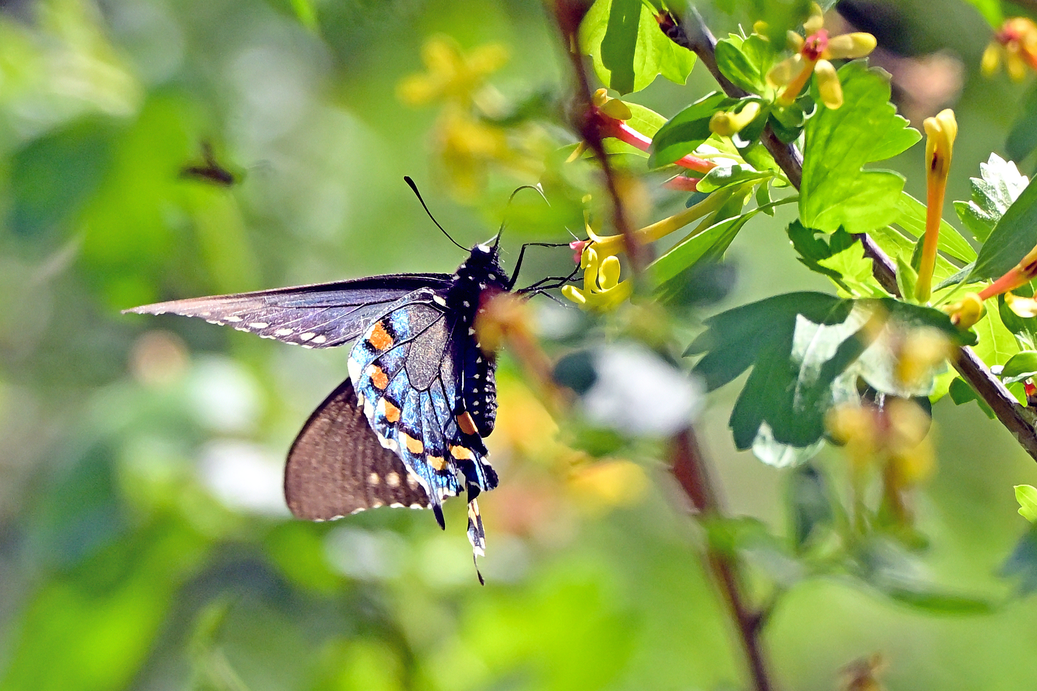 Z63_0012R_cr_L.jpg
