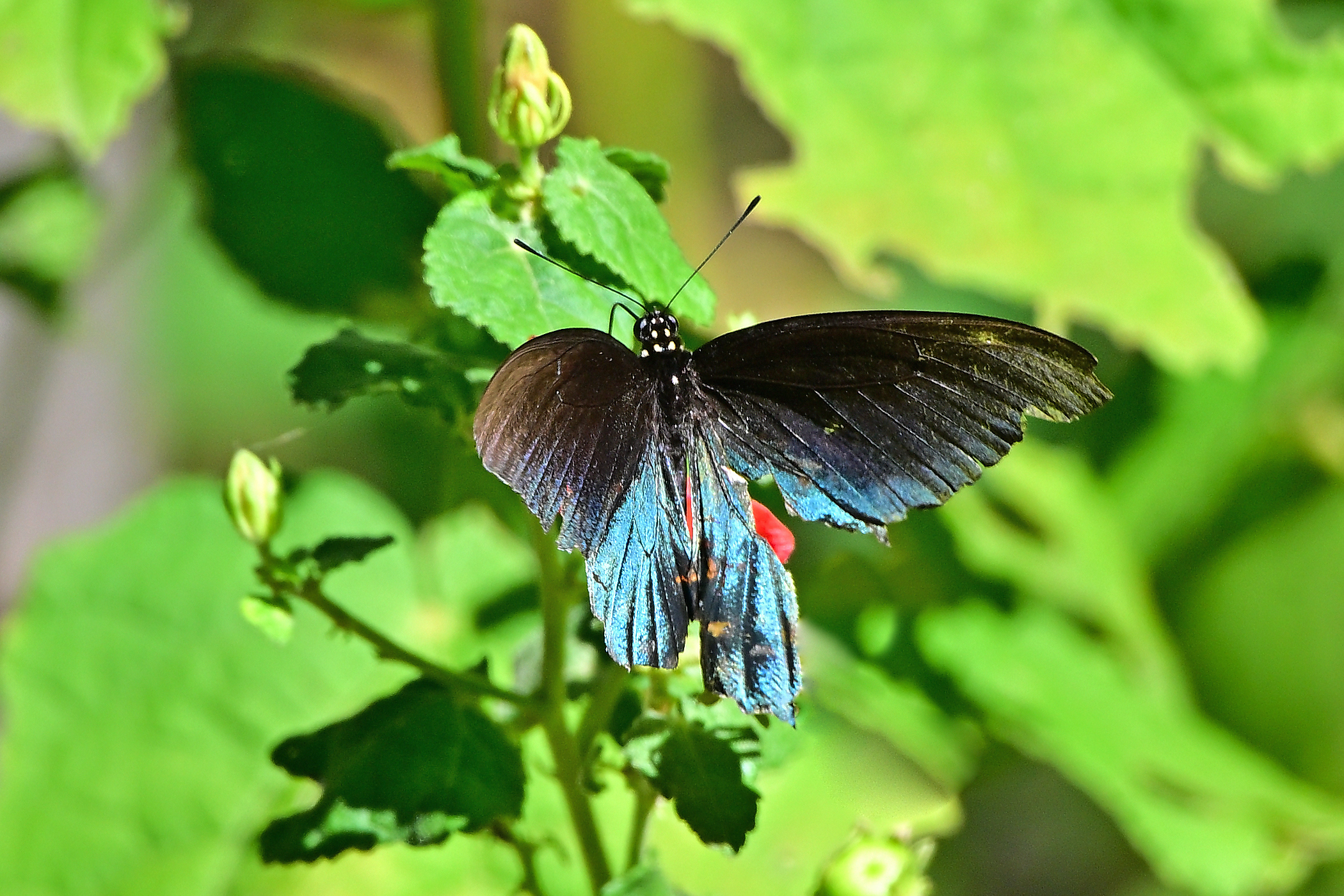Z63_0018R_LShN_Cl_cr.jpg