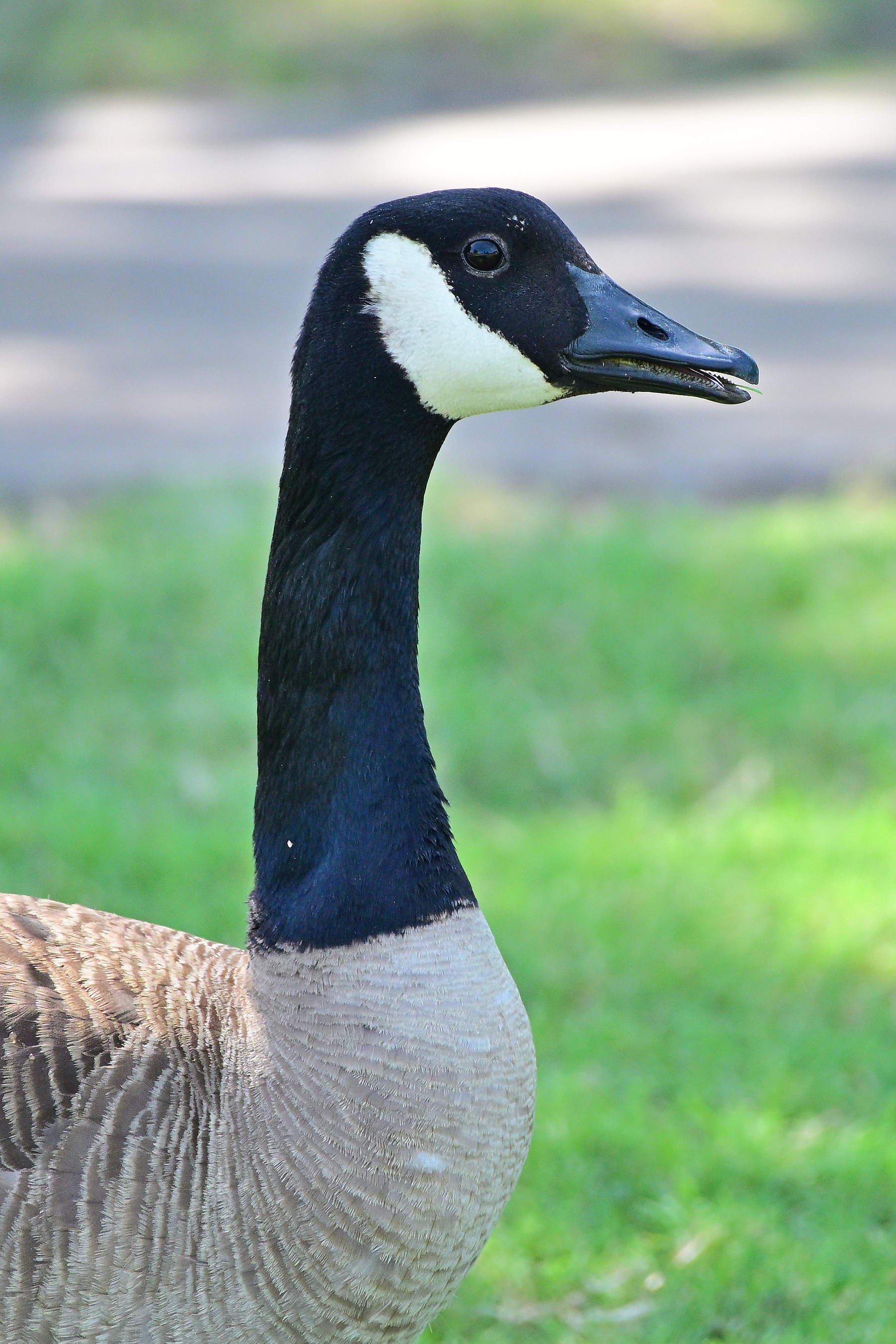 Z63_0020R_LShN_cr_sm.jpg