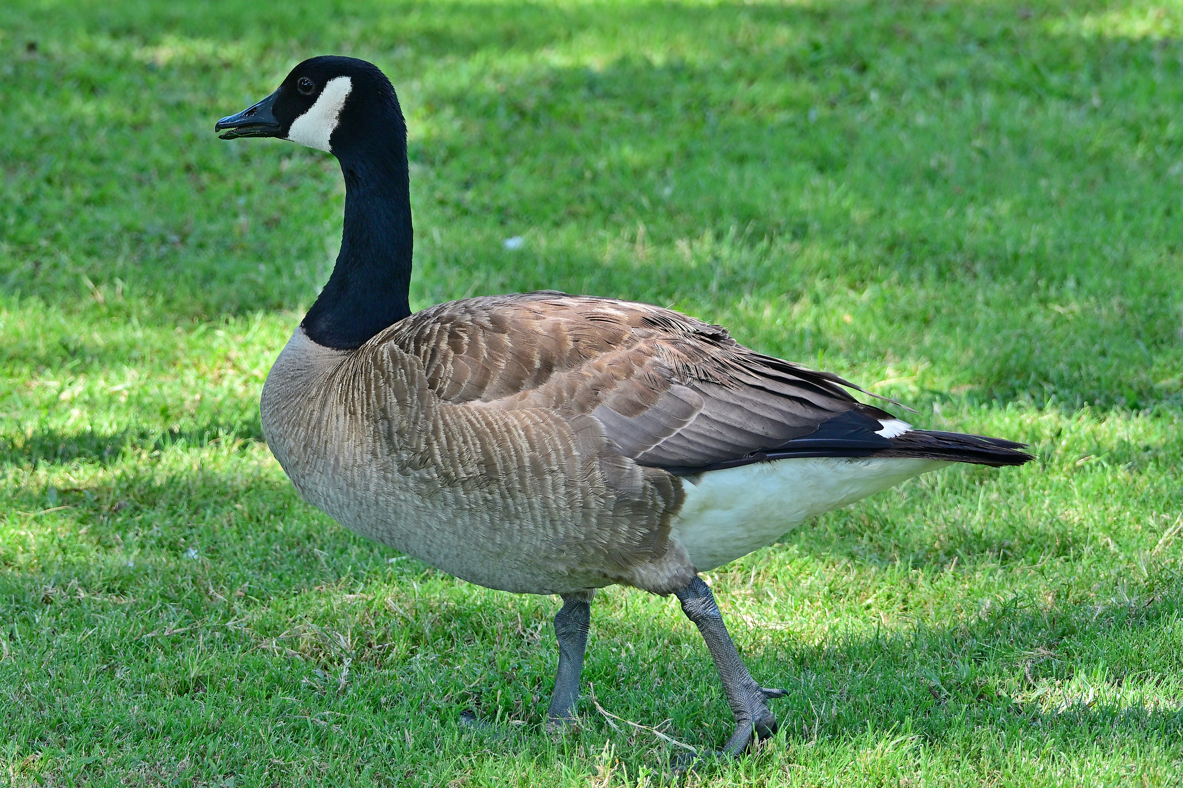 Z63_0026R_LShN_cr_sm.jpg