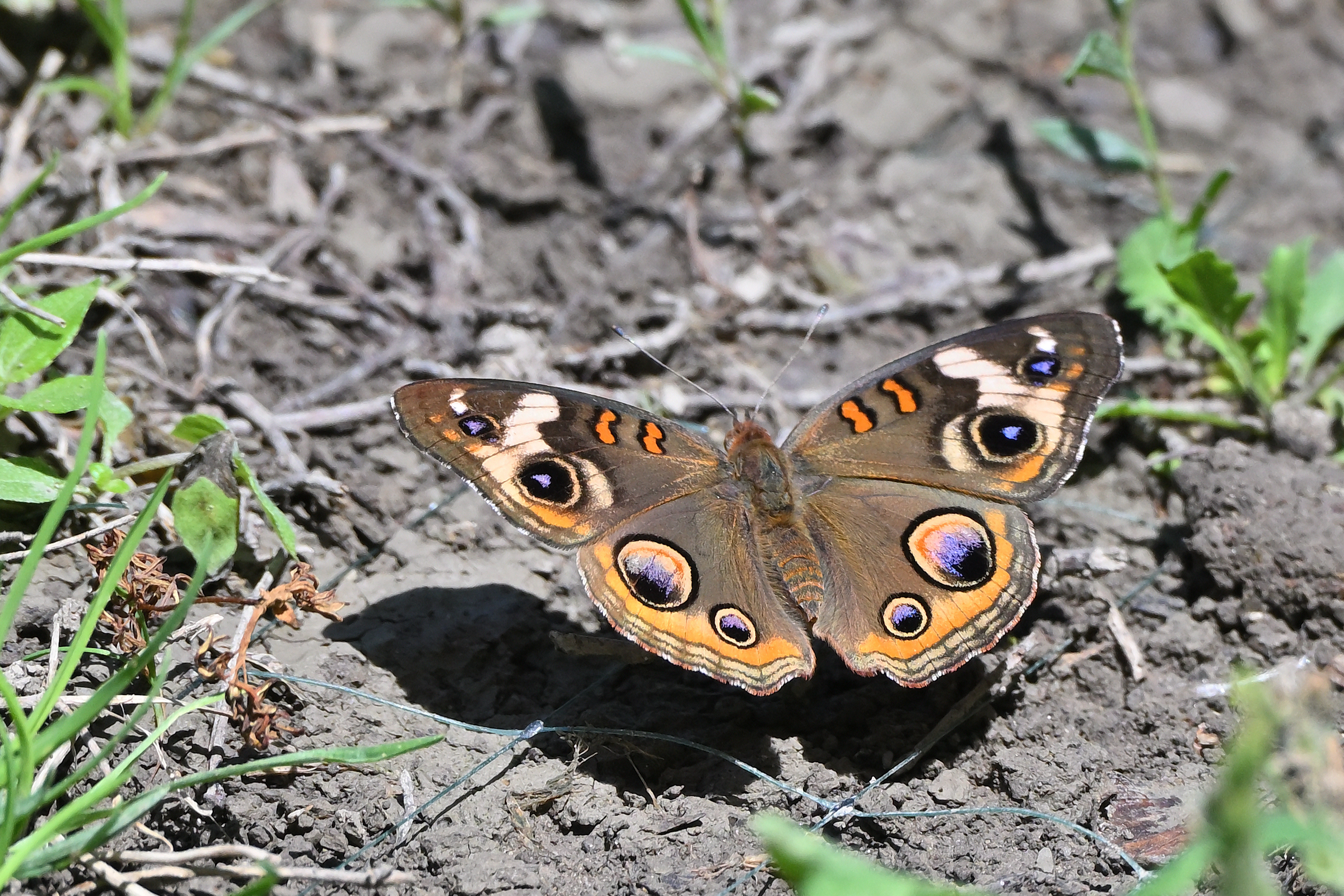 Z63_0028R_cr.jpg