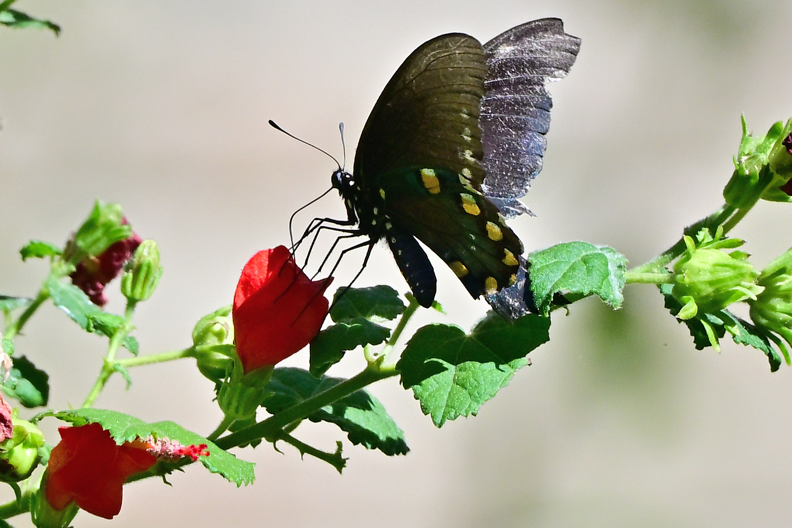 Z63_0029R_LN_cr.jpg