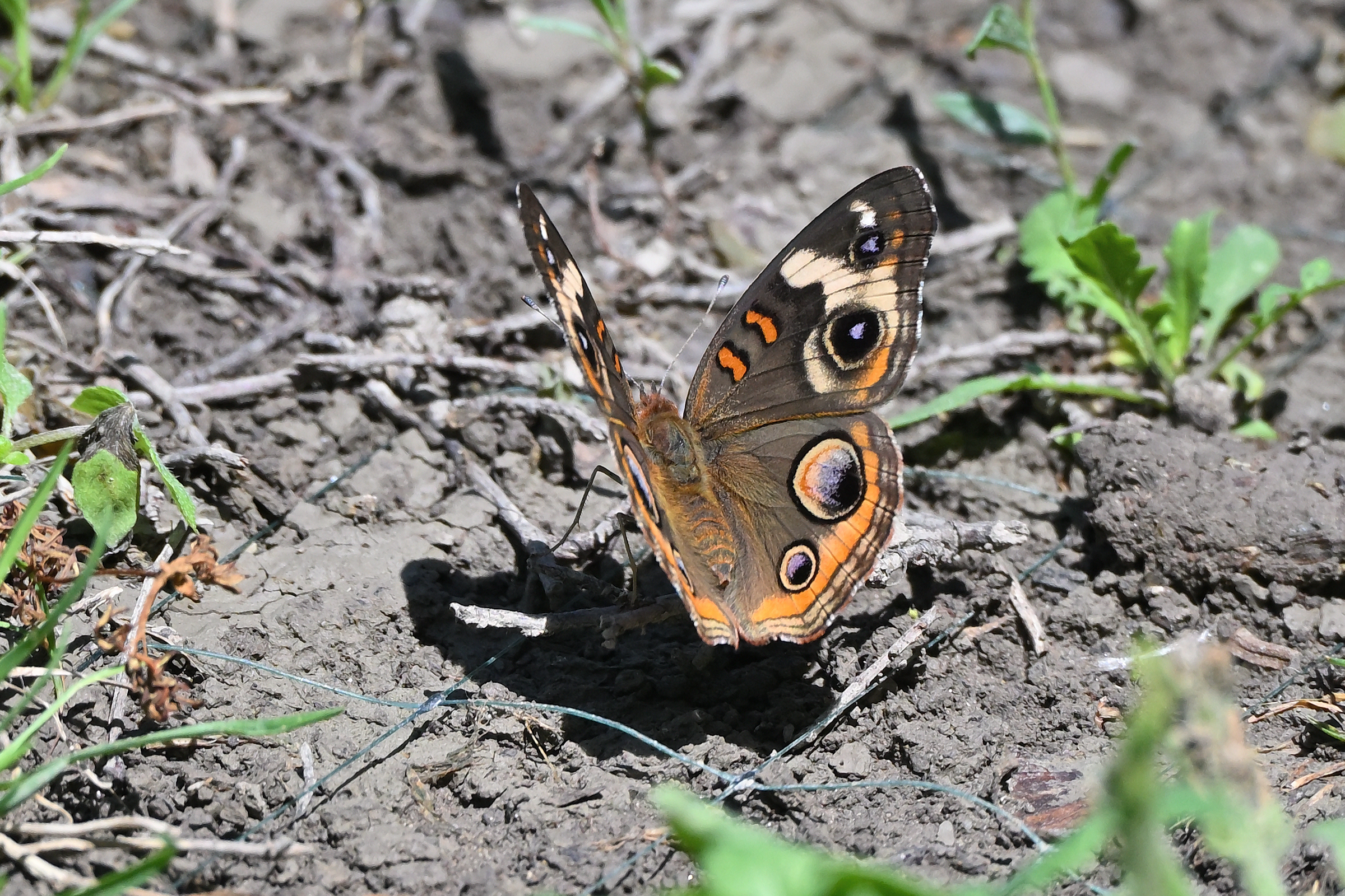 Z63_0033R_cr.jpg