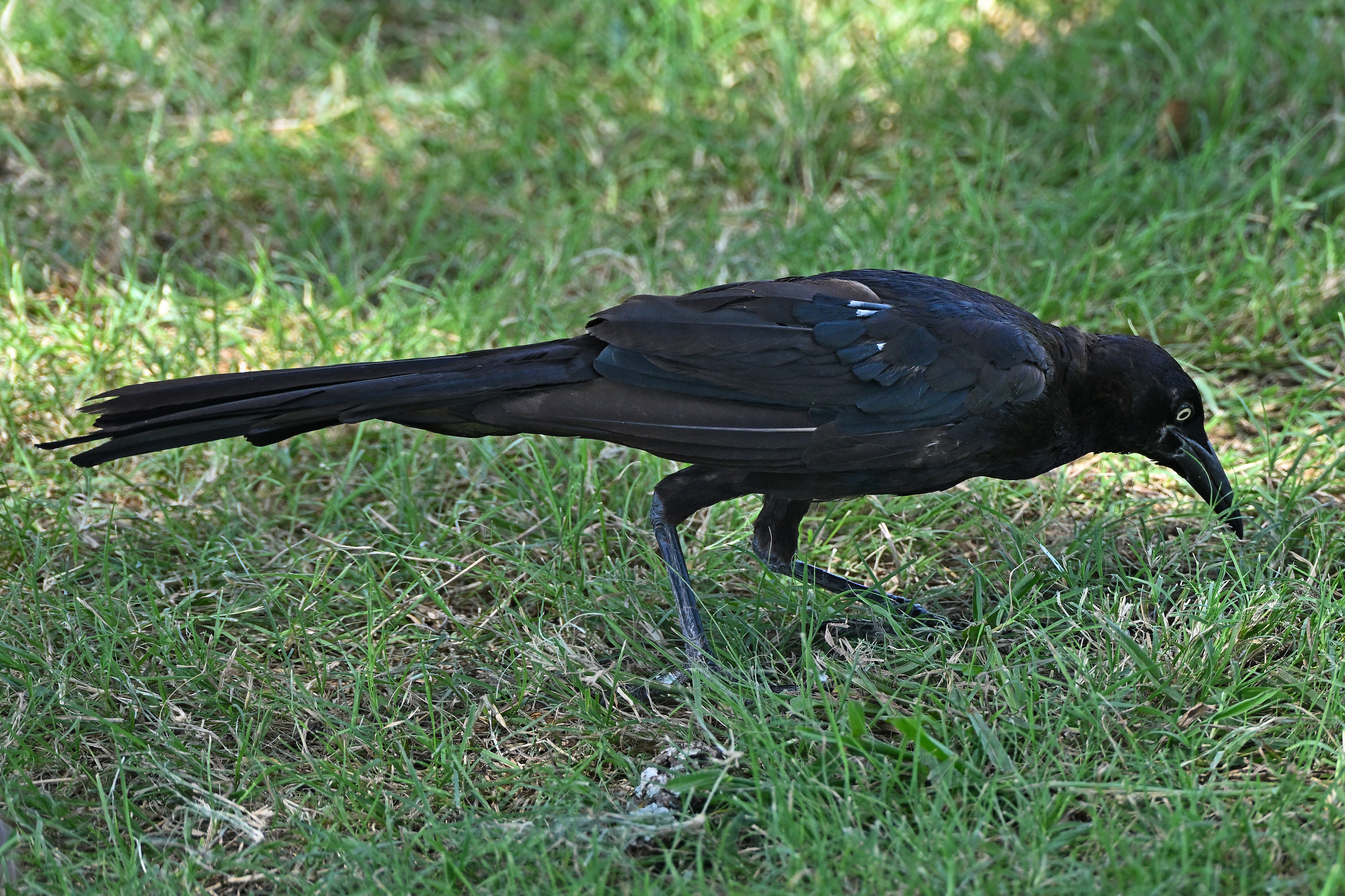 Z63_0048R_LShN_cr_sm.jpg