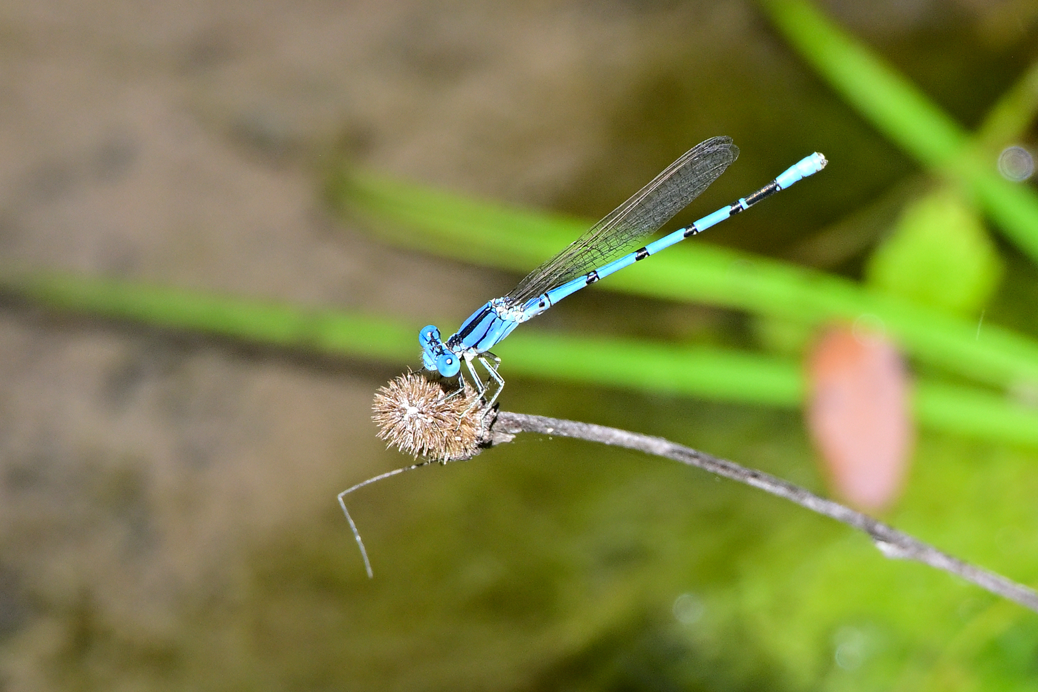 Z63_0081R_cr.jpg