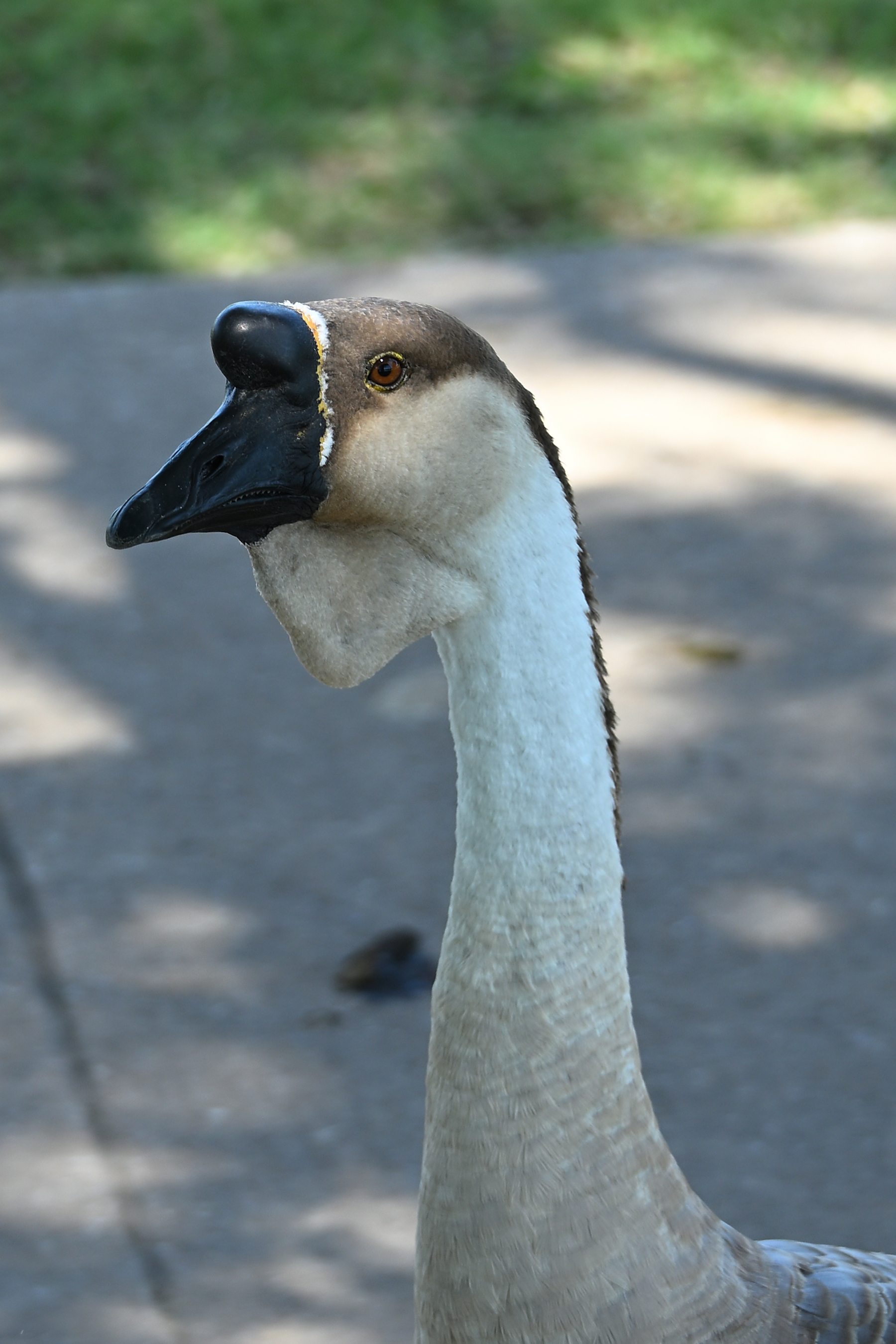 Z63_0098R_LN_cr.jpg