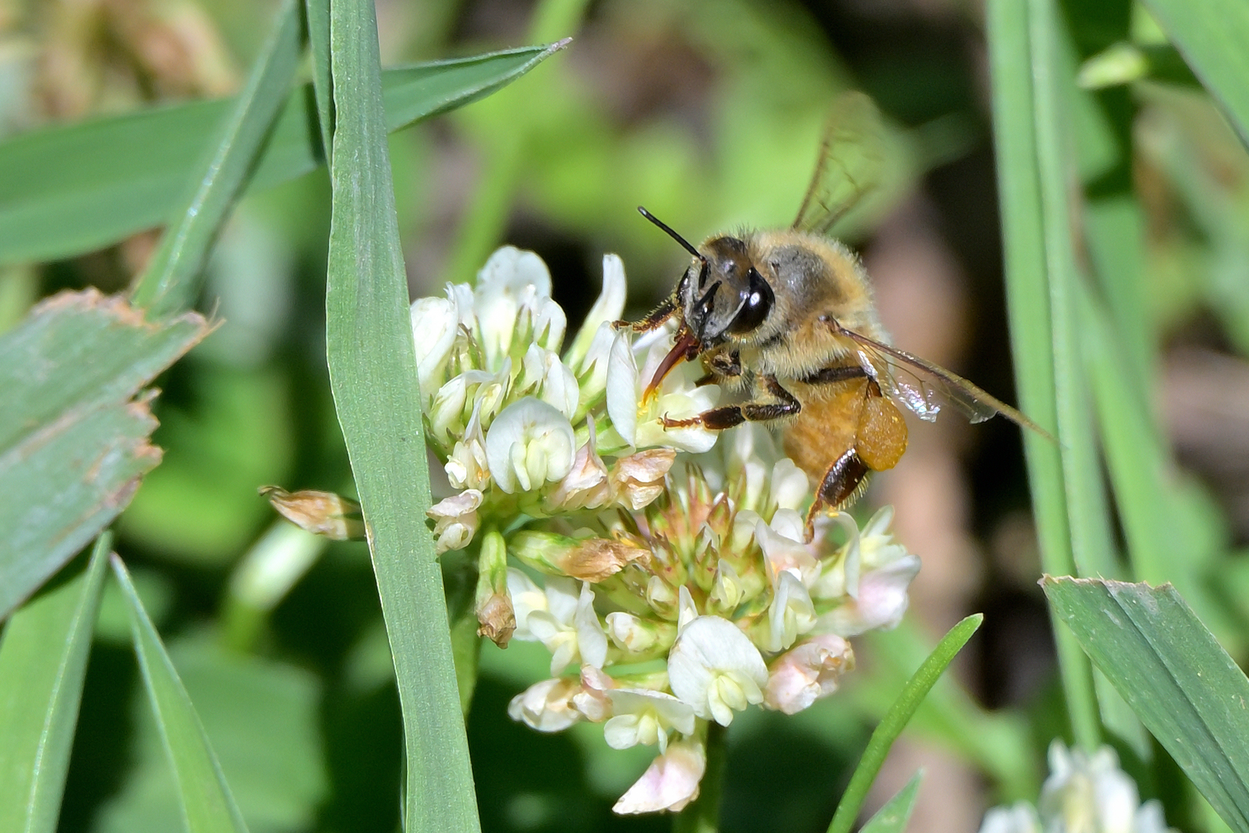 Z63_0099R_cr.jpg
