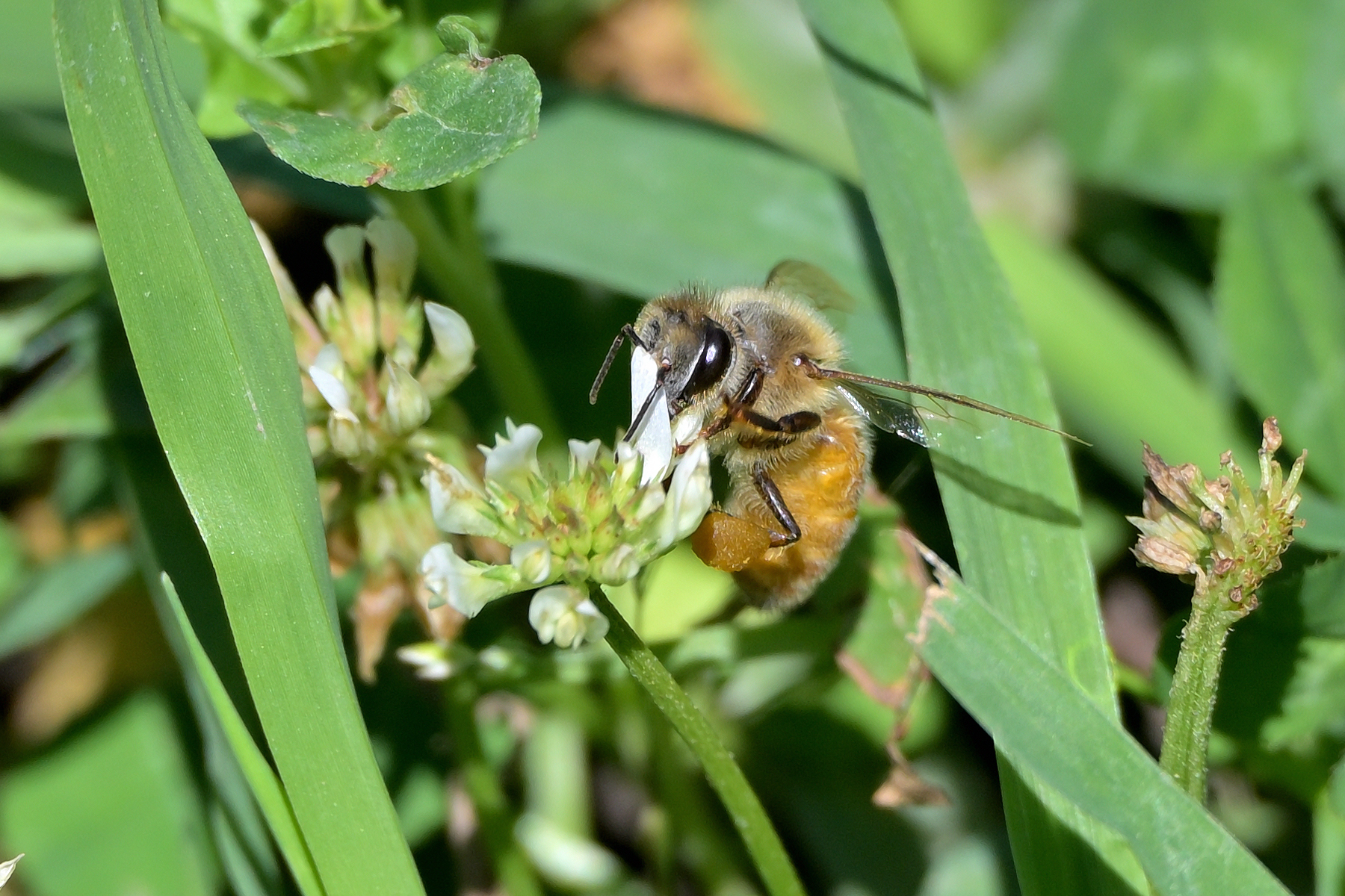 Z63_0107R_cr.jpg