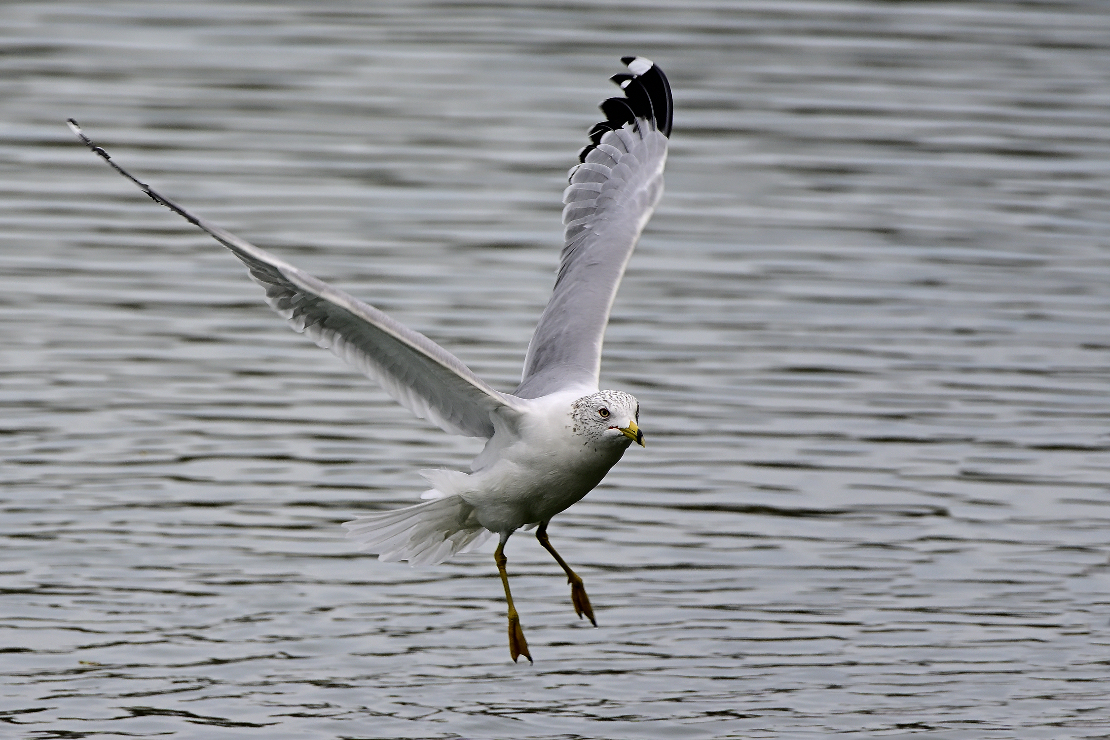 Z63_0137R_Cl_cr_sm.jpg