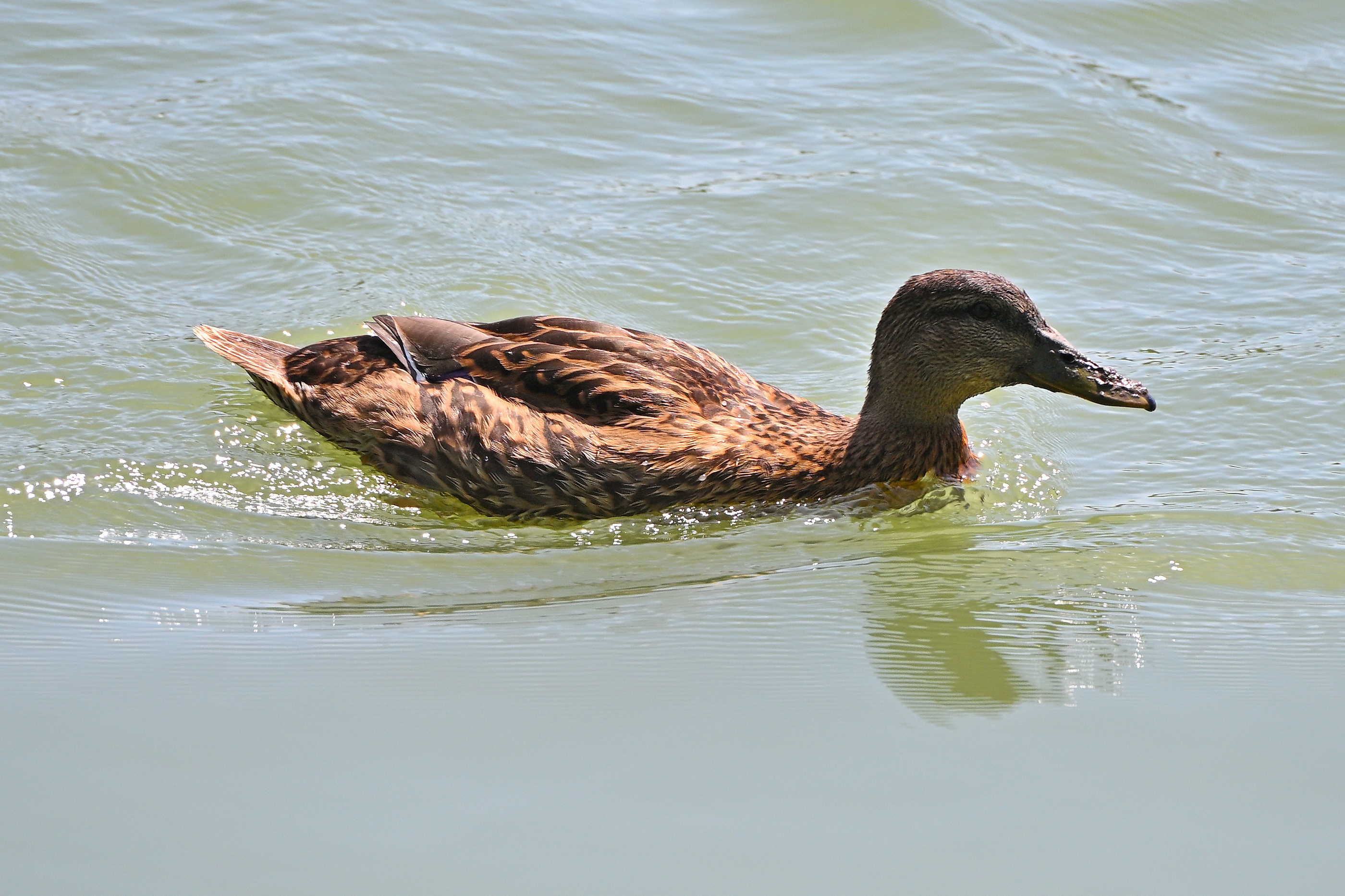 Z63_0144R_LShN_cr_sm.jpg