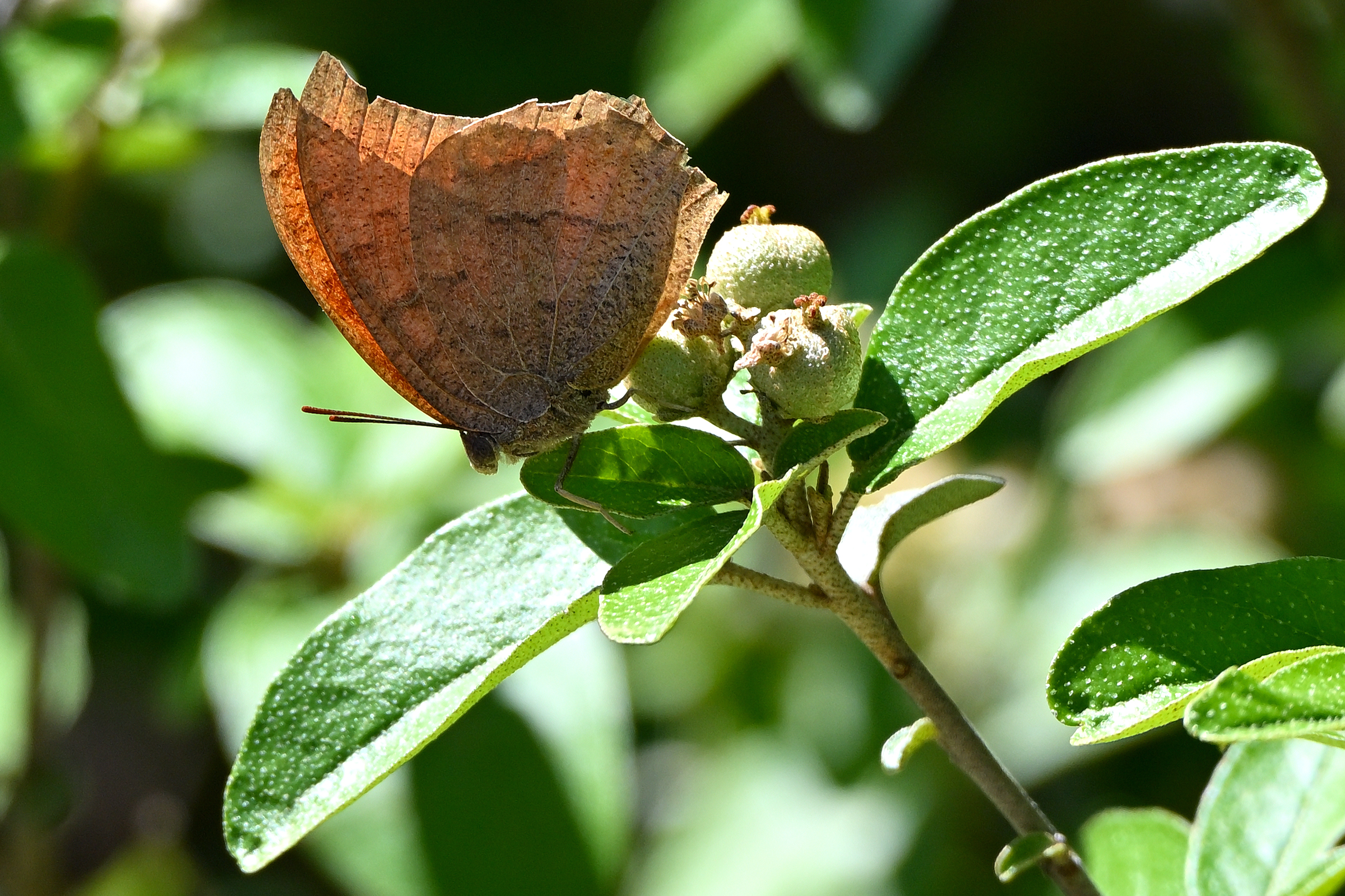 Z63_0147R_cr.jpg