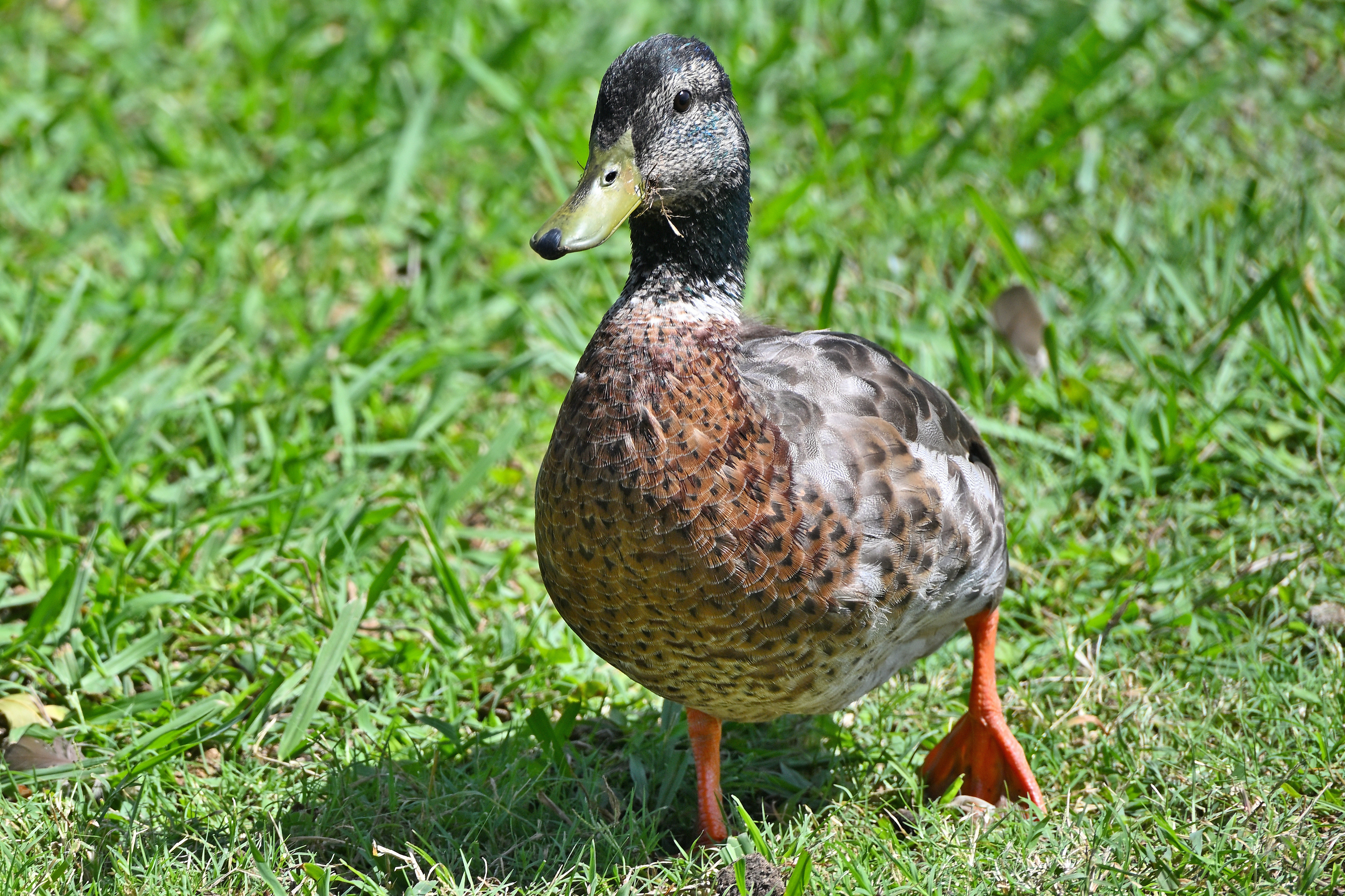 Z63_0159R_LShN_cr_sm.jpg