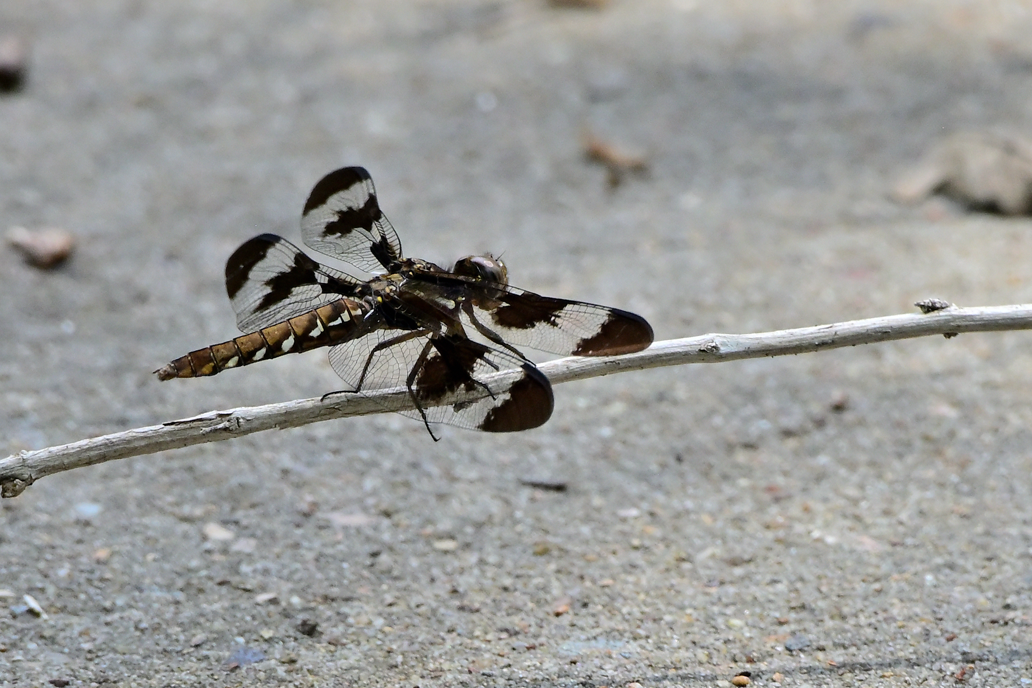 Z63_0189R_cr.jpg
