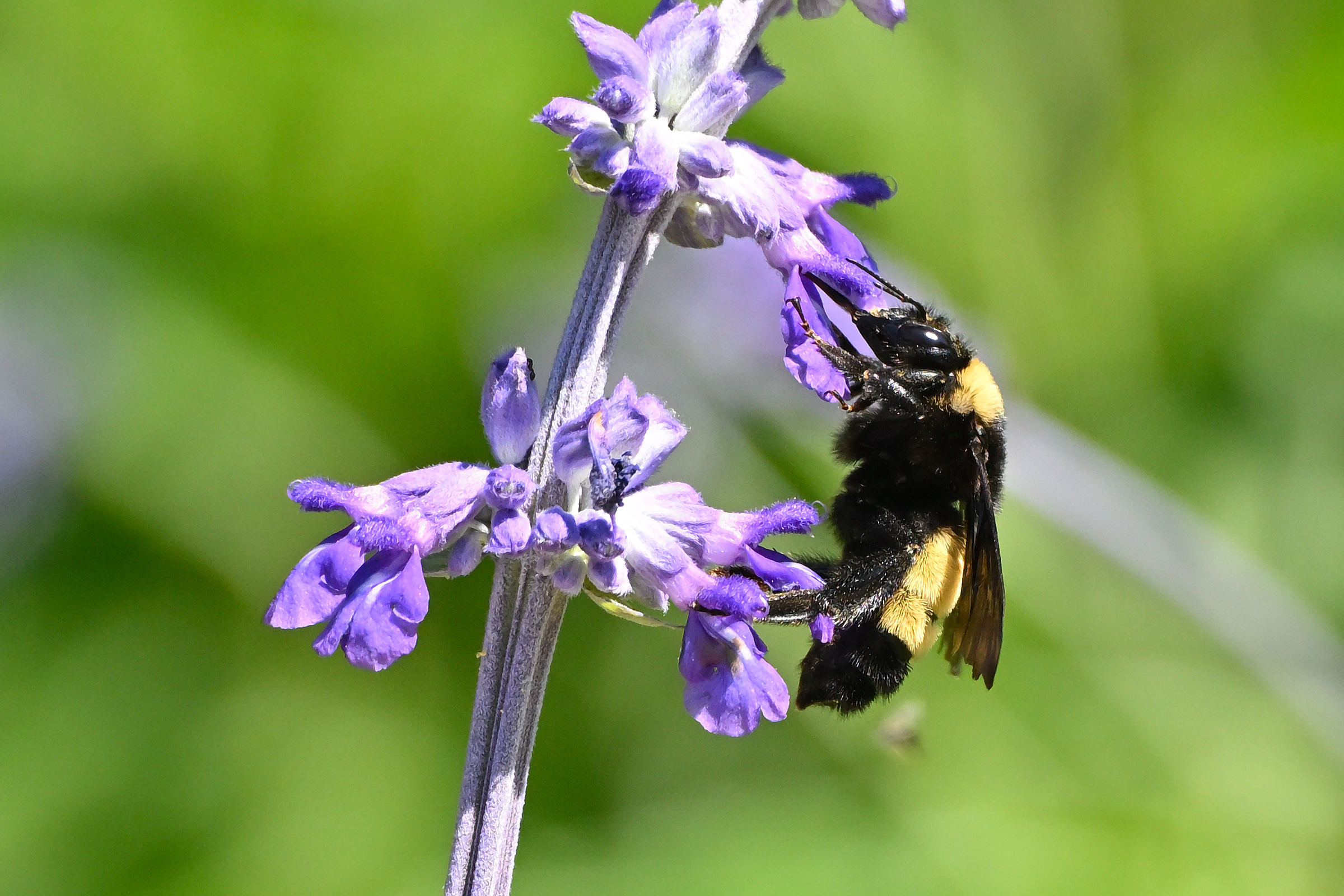 Z63_0219R_cr.jpg