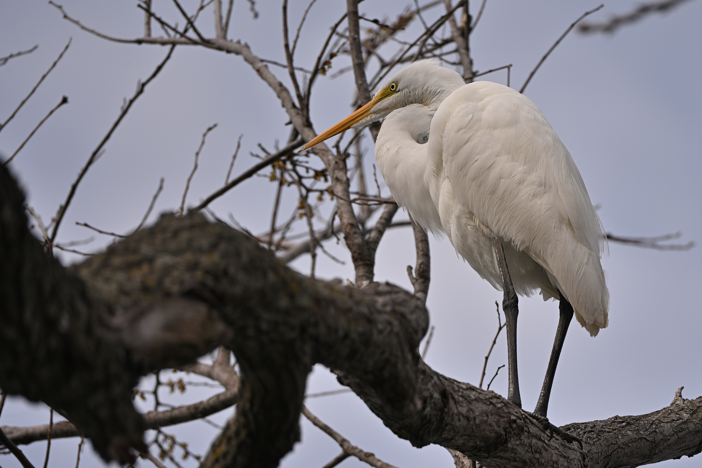 Z63_0356R_cr_sm.jpg