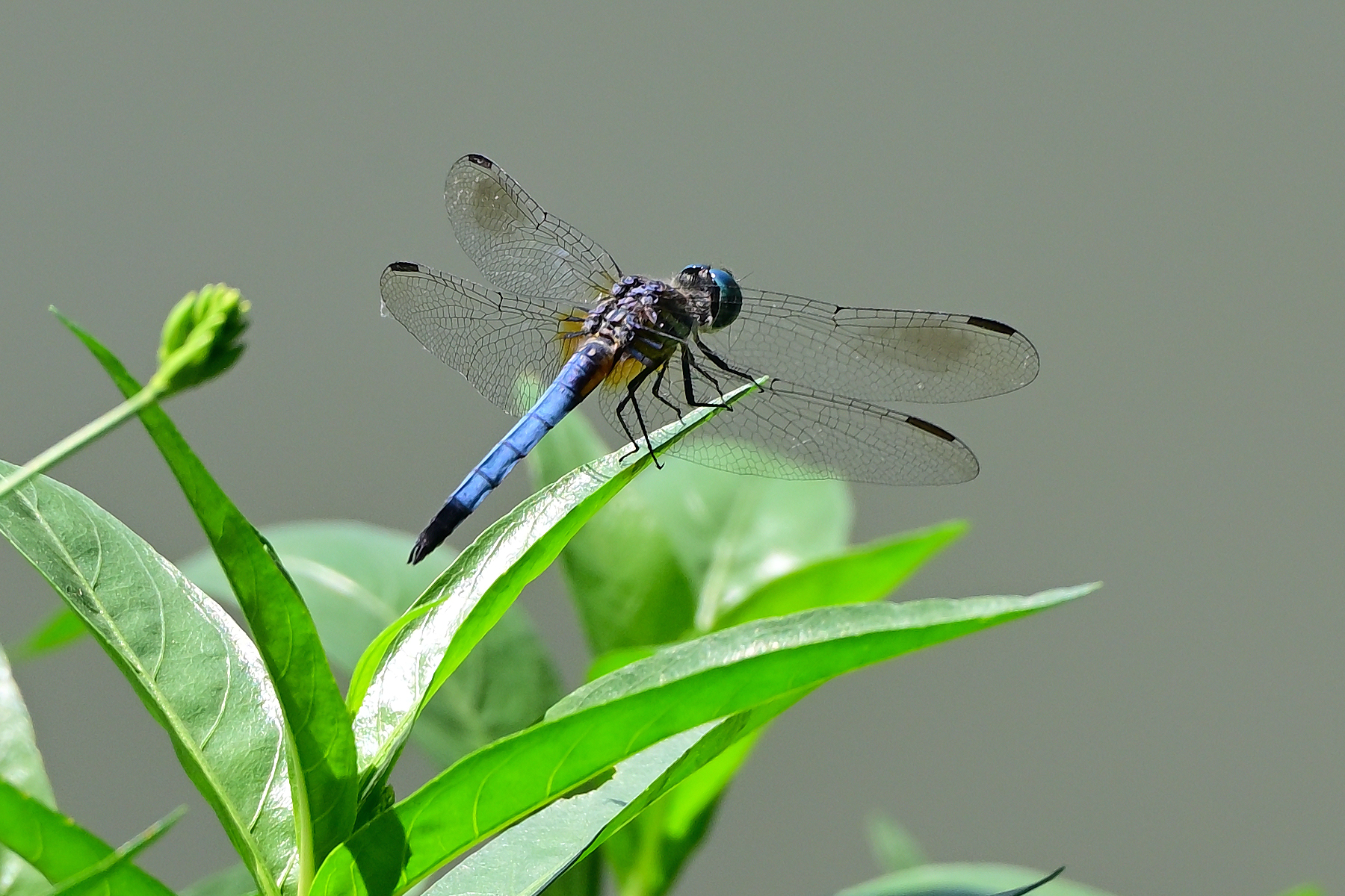 Z63_0401R_cr.jpg