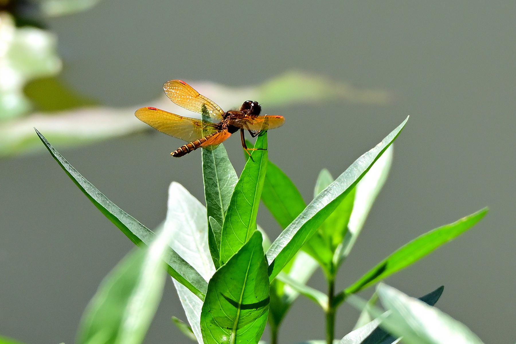 Z63_0433R_cr.jpg