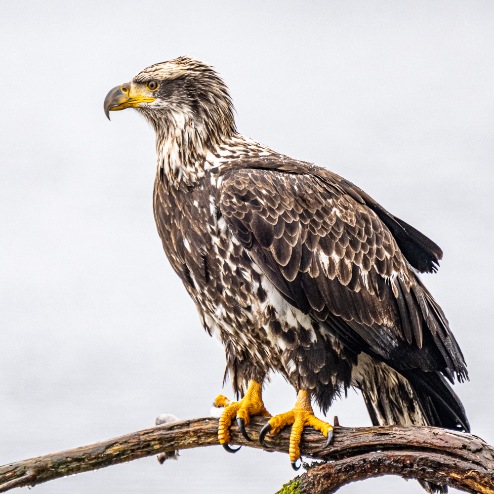 Z72_3709-1.JPG