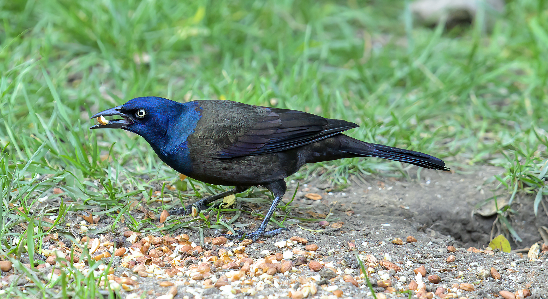 Z8 Grackle.jpg