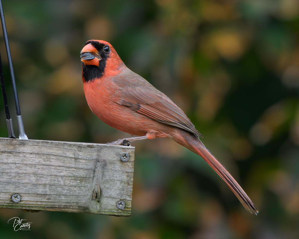 Z81_4385-Enhanced-NR.jpg