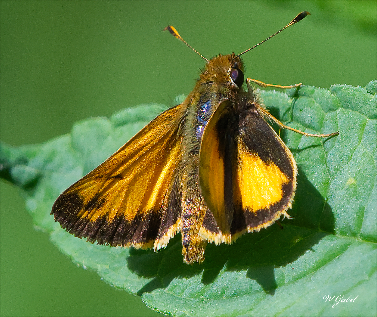 zabulonskipper5391-sm-jpg.428653