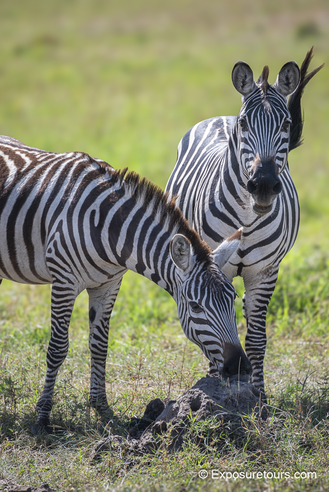 zebra ant hills.jpg