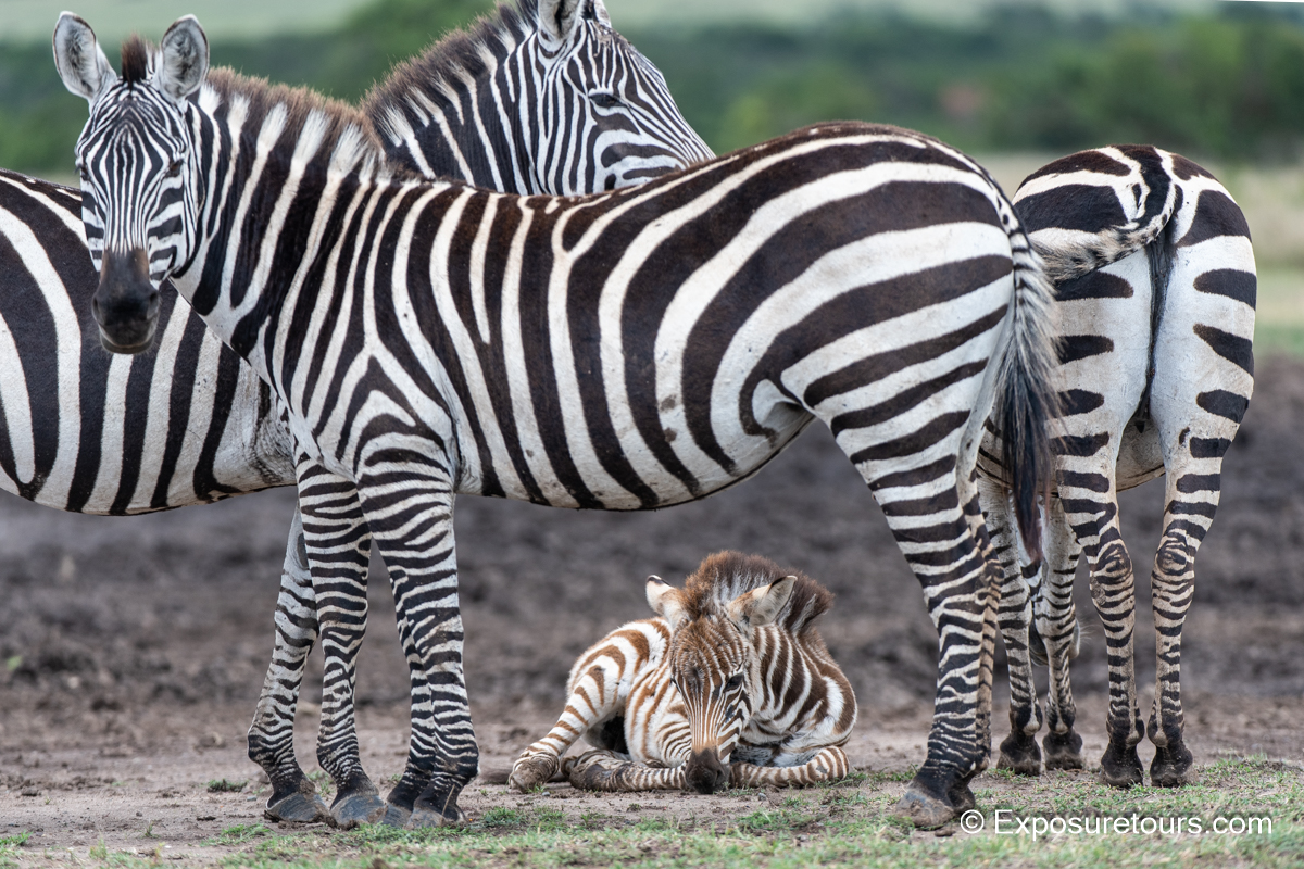 zebra composition exposuretours.jpg