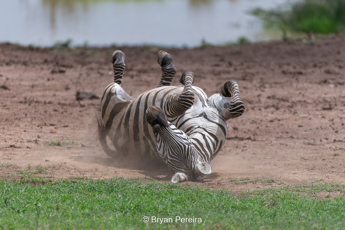 zebra dust bryan pereira.jpg