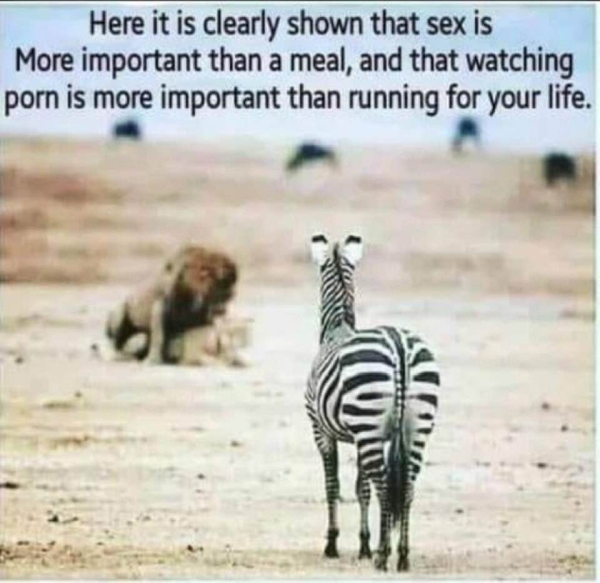 zebra.jpg