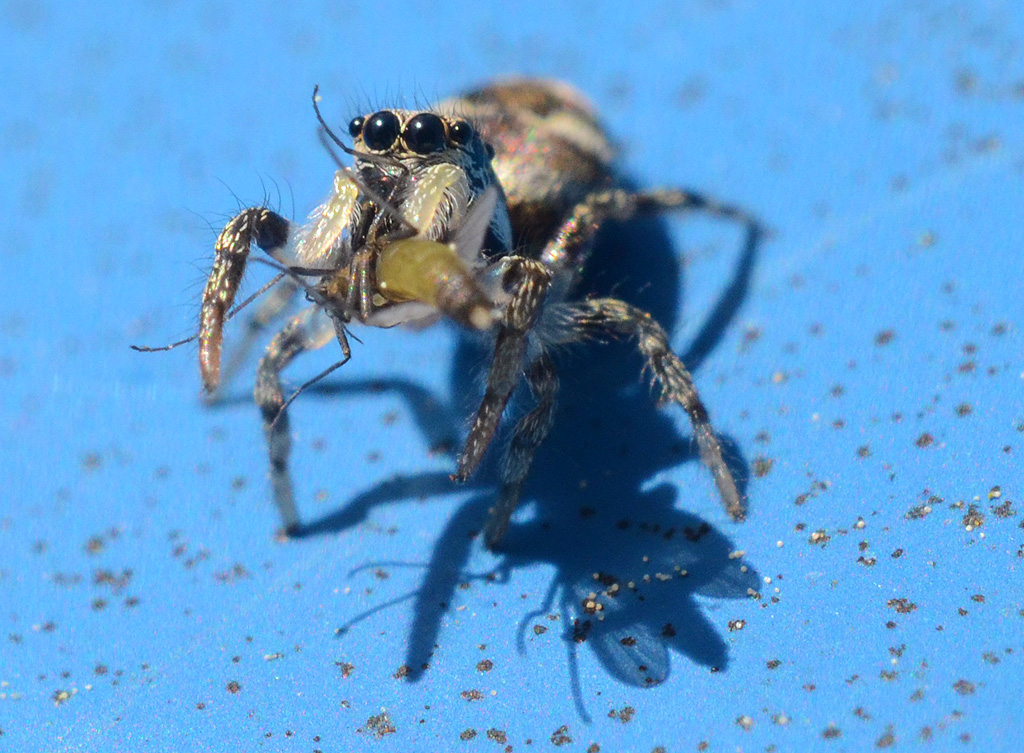 Zebra Spider 2.jpg